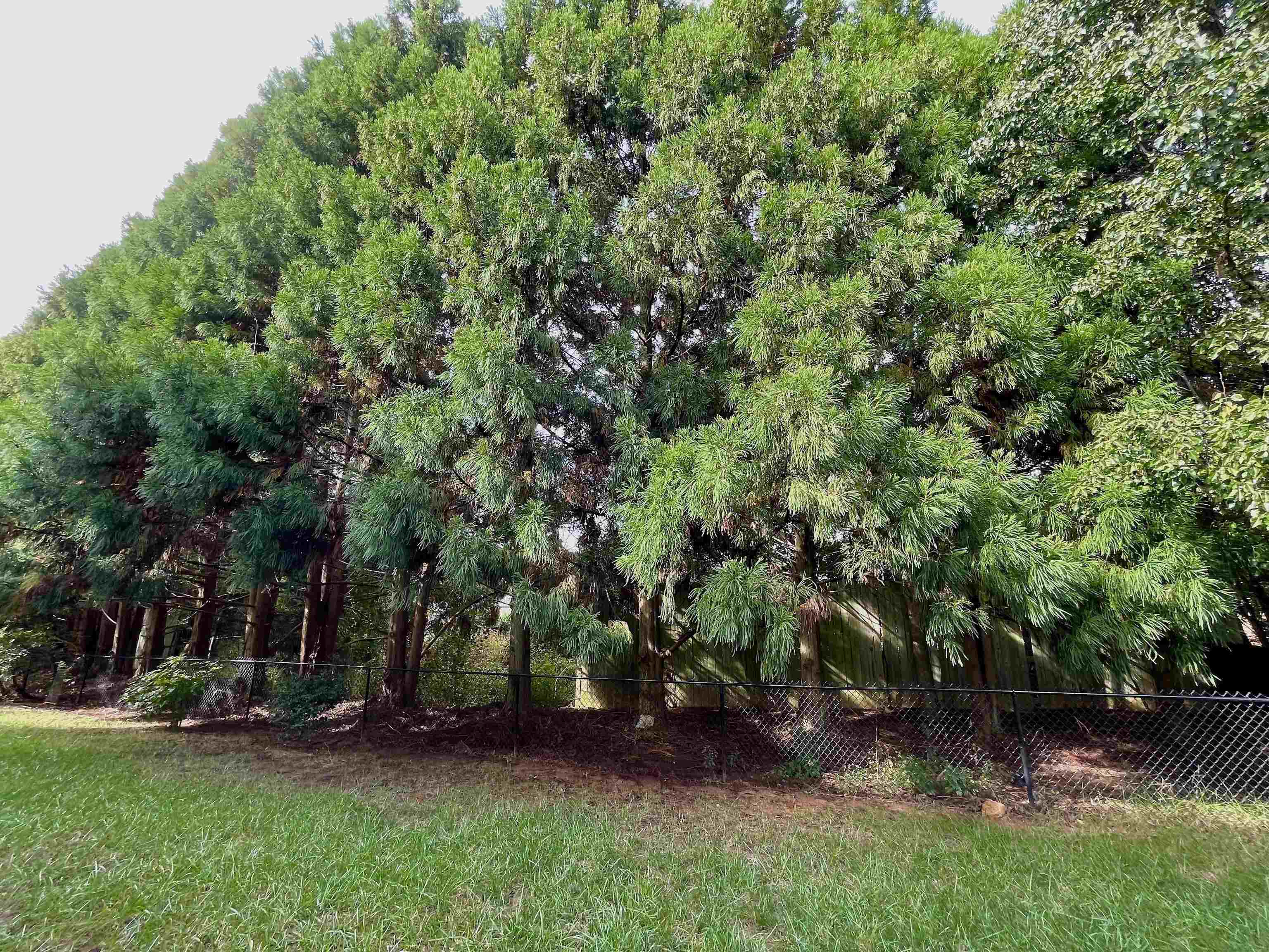 409 Shadow Oak Court Boiling Springs, SC 29316 - Photo 28 of 30