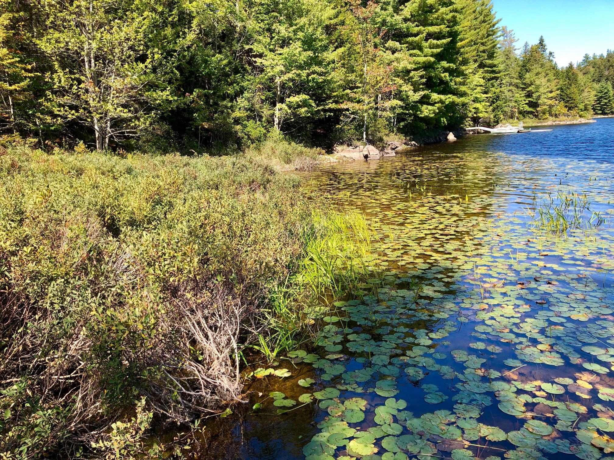 58 Daddy Johnny Road Tremont, ME 04674 - Photo 42 of 52 Edge of the pond