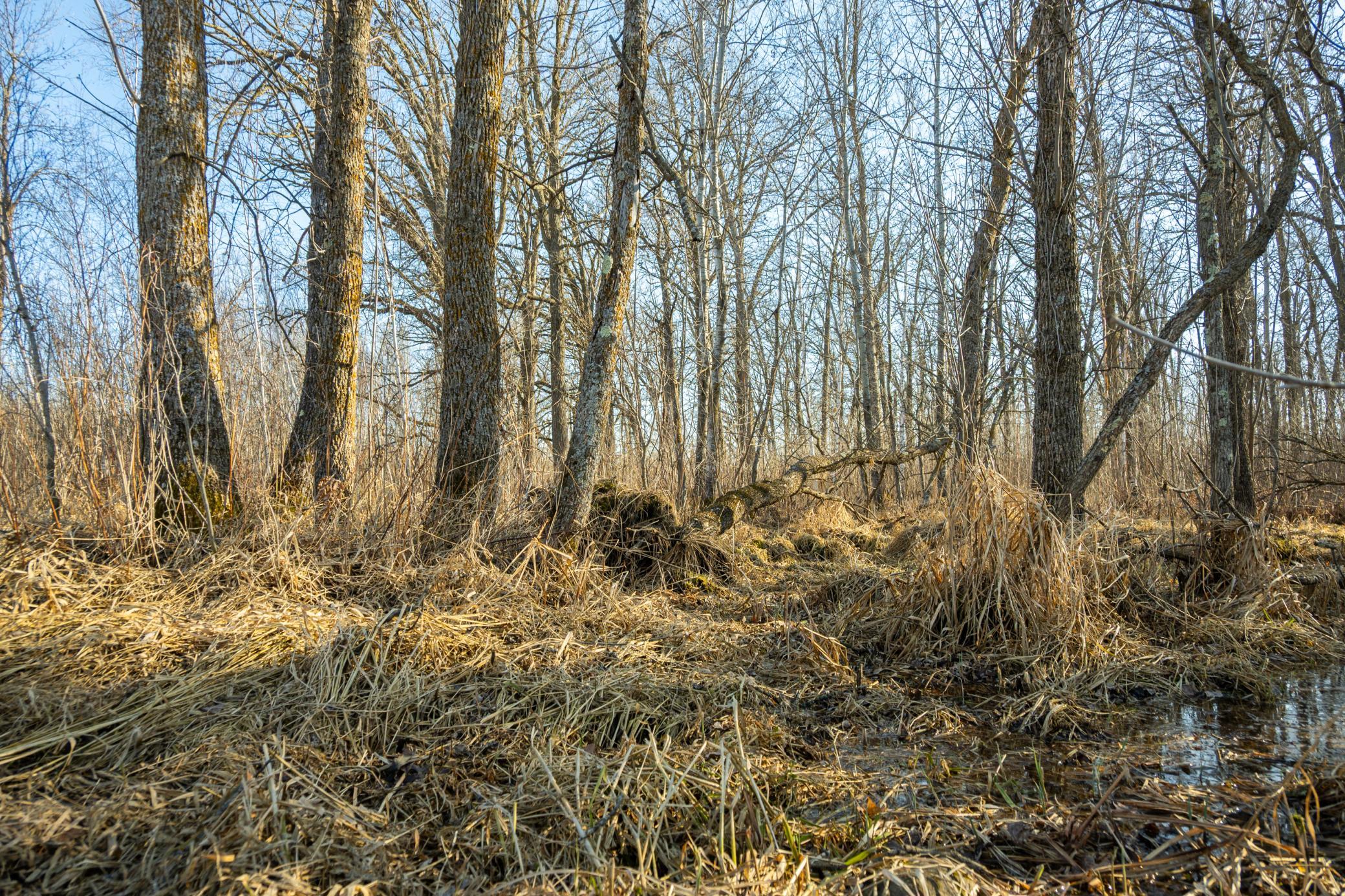 Tbd 73rd Street Hillman, MN 56338 - Photo 43 of 57