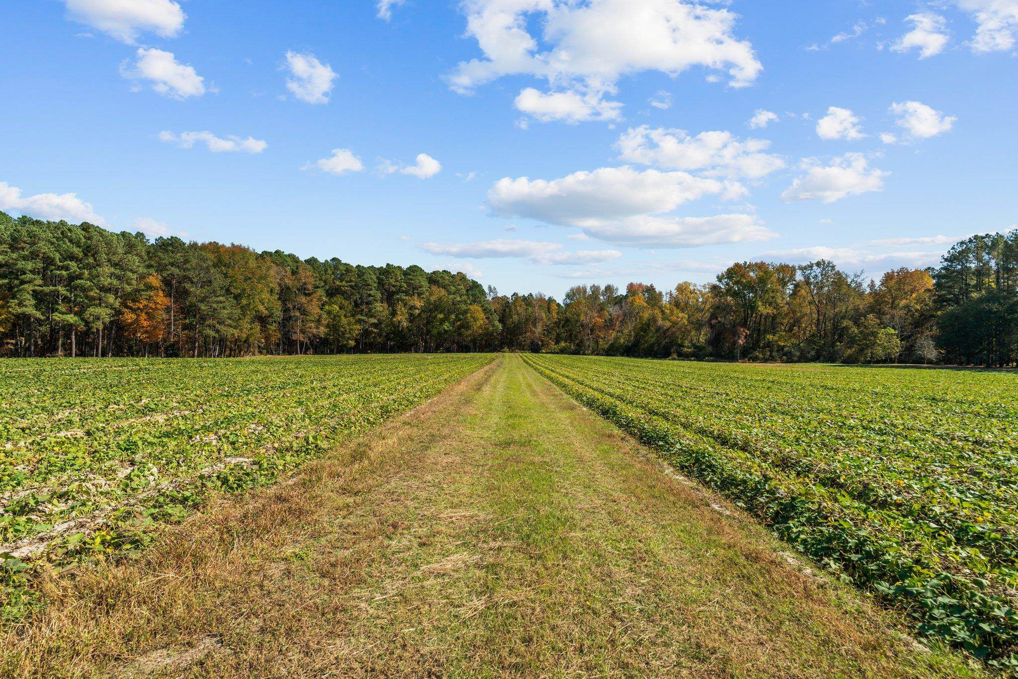 0 Thompson Road Bunnlevel, NC 28323 - Photo 2 of 18 Photo 2