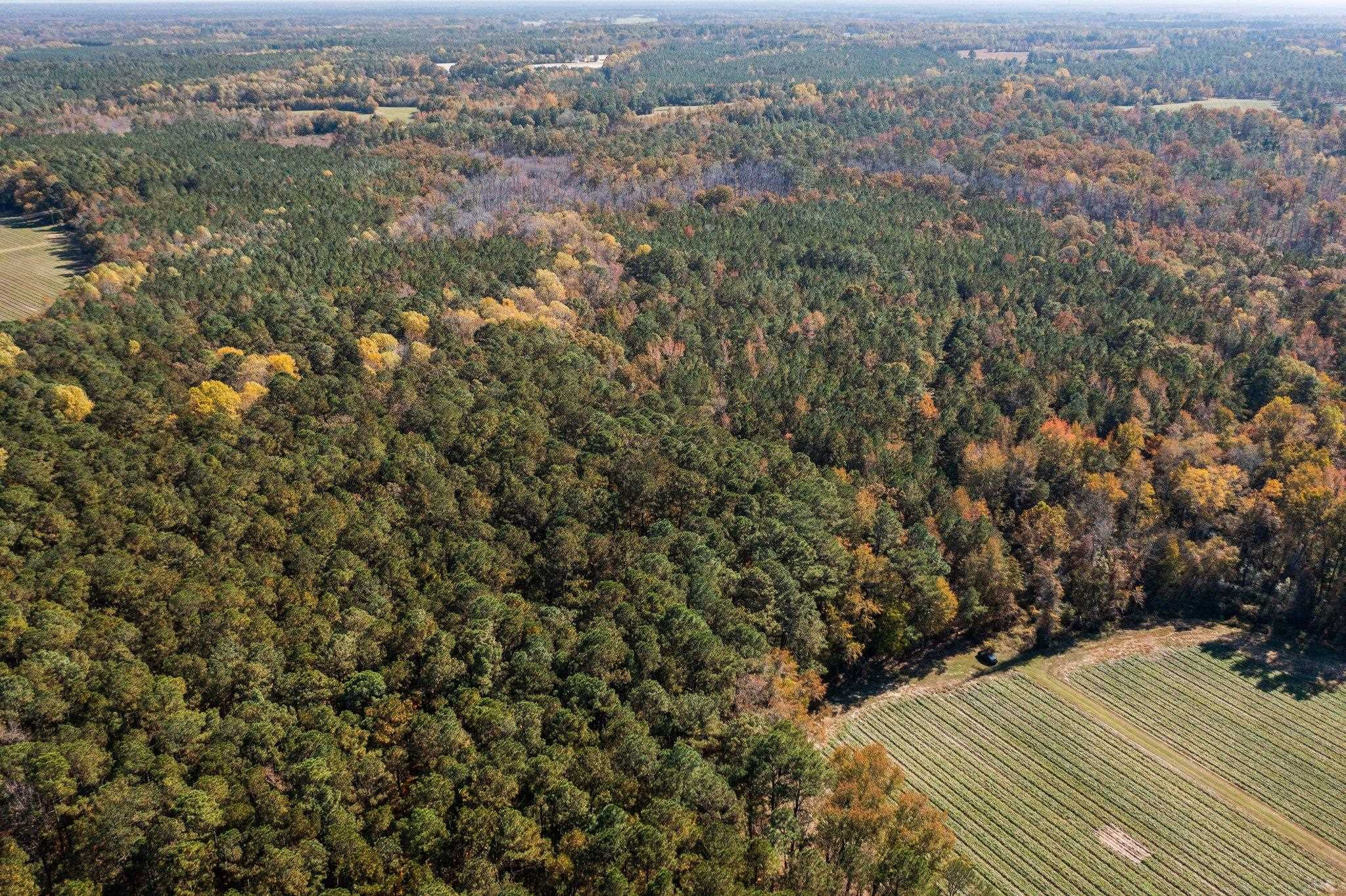 0 Thompson Road Bunnlevel, NC 28323 - Photo 6 of 18 Photo 6