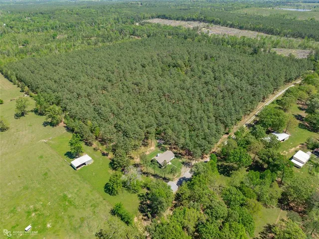 a close up of a plant in a garden