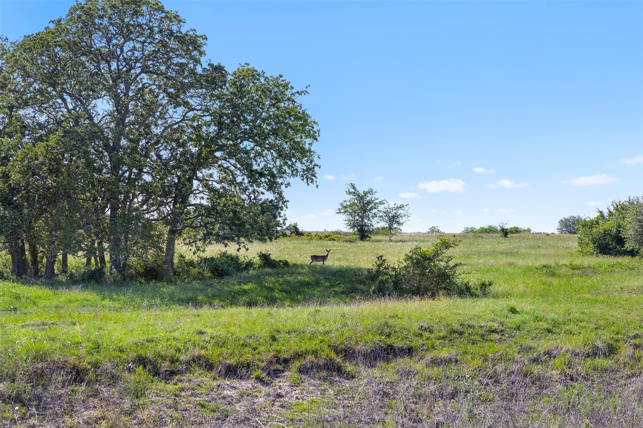1310 North Nassau Road Round Top, TX 78954 - Photo 13 of 24