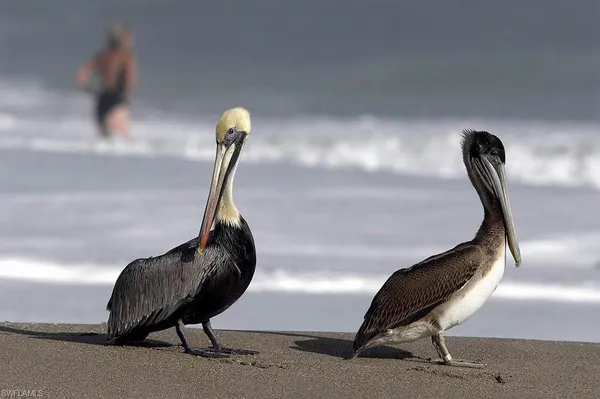 $2,200 | Undisclosed Address, Naples, FL 34112