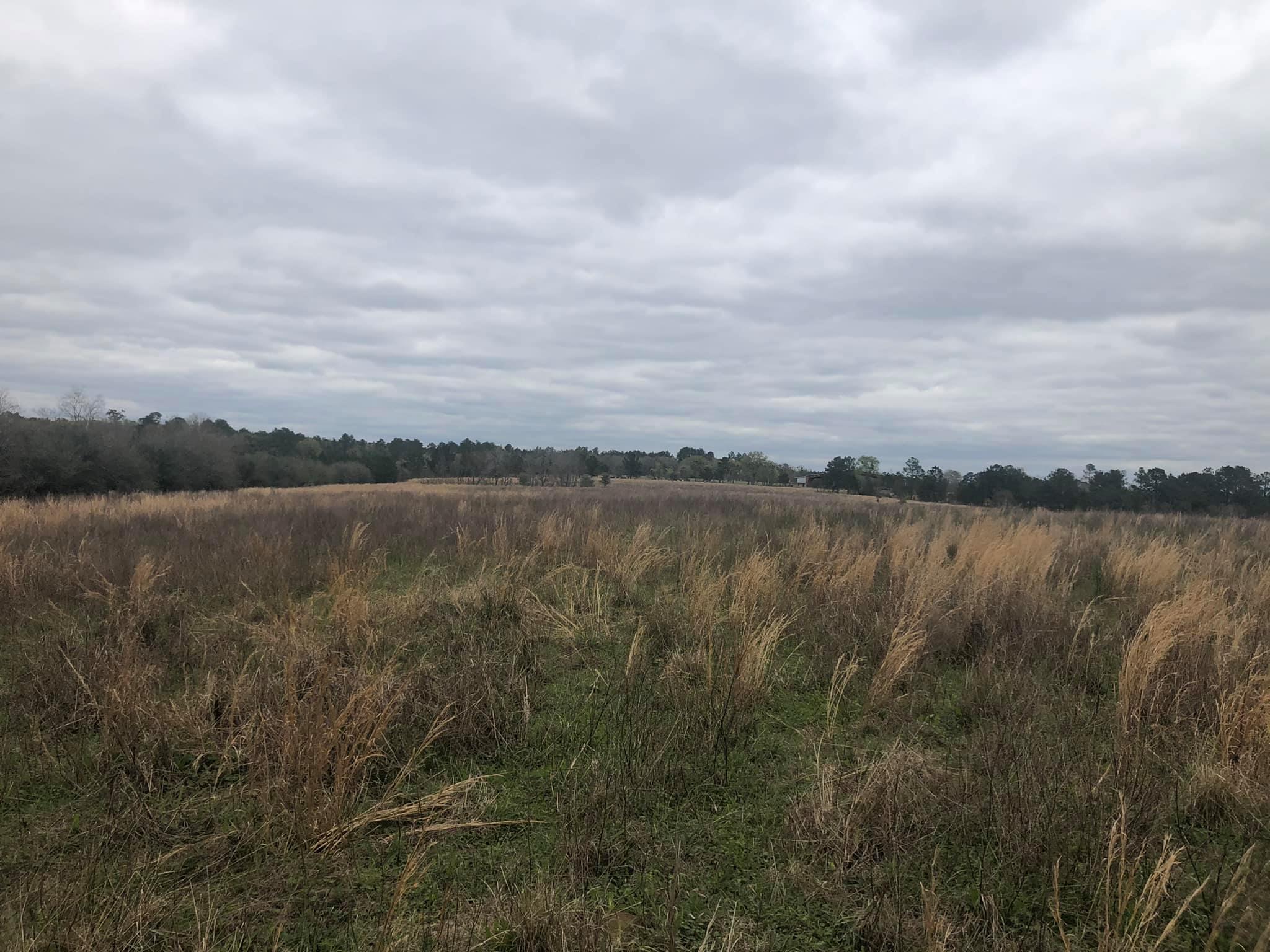 60-acres Long Road Laurel Hill, FL 32567 - Photo 15 of 18