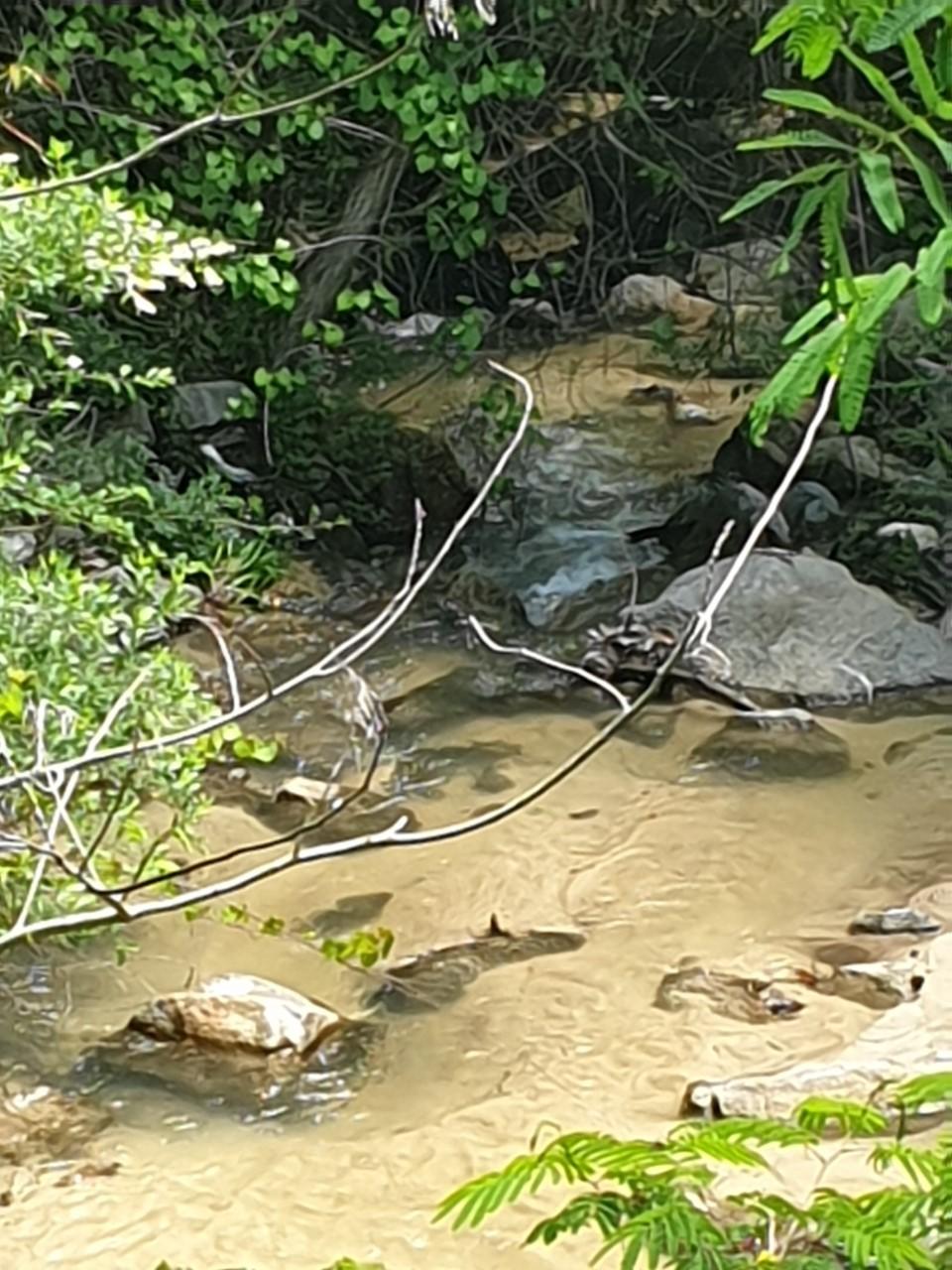 60-acres Long Road Laurel Hill, FL 32567 - Photo 8 of 18