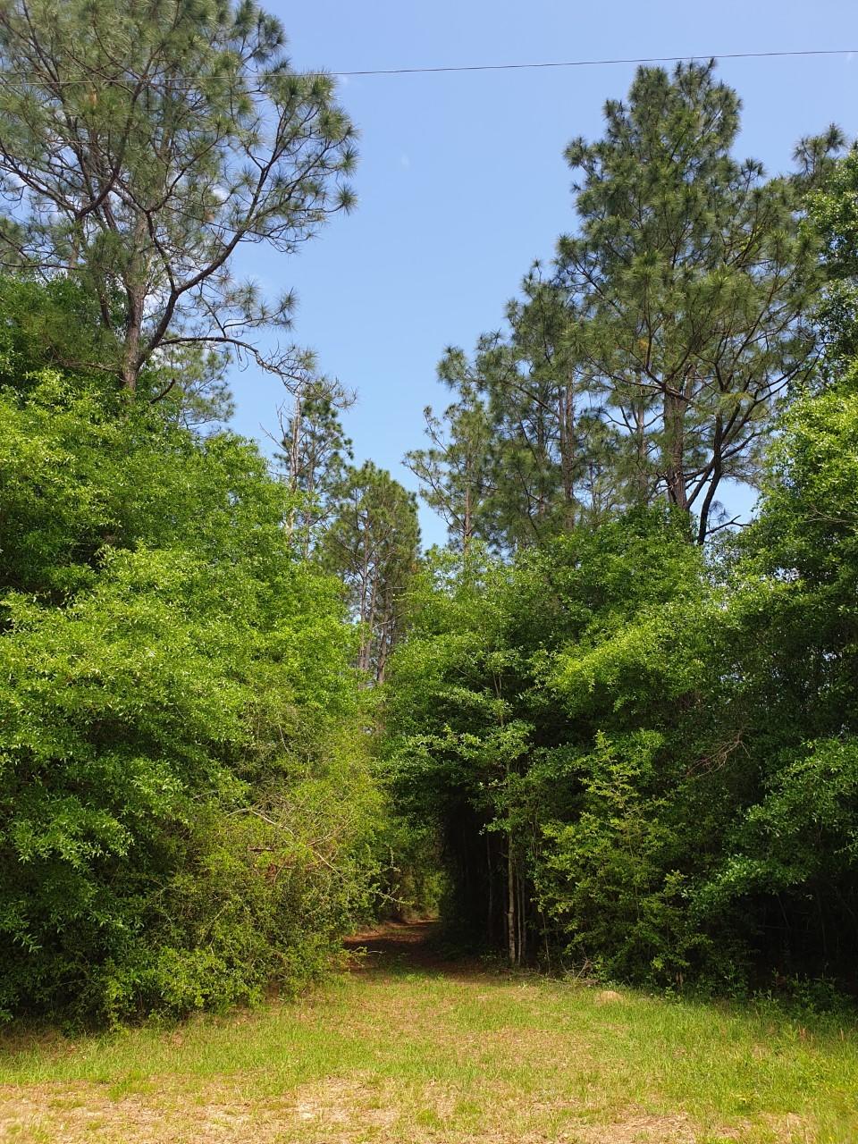 60-acres Long Road Laurel Hill, FL 32567 - Photo 9 of 18