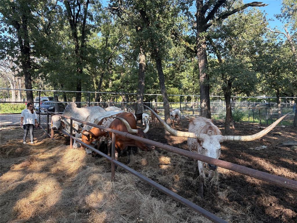 12746 Fish Road Dallas, TX 75253 - Photo 15 of 15 a view of a yard with plants and trees