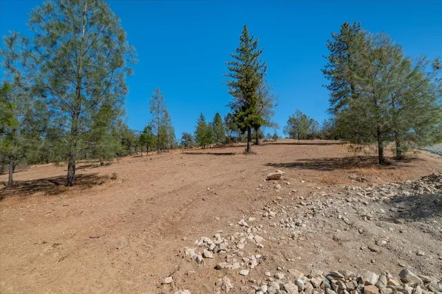 a view of dirt yard with a large tree