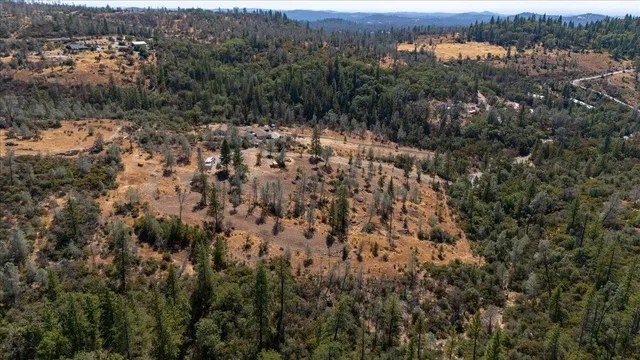 a view of a forest with a street