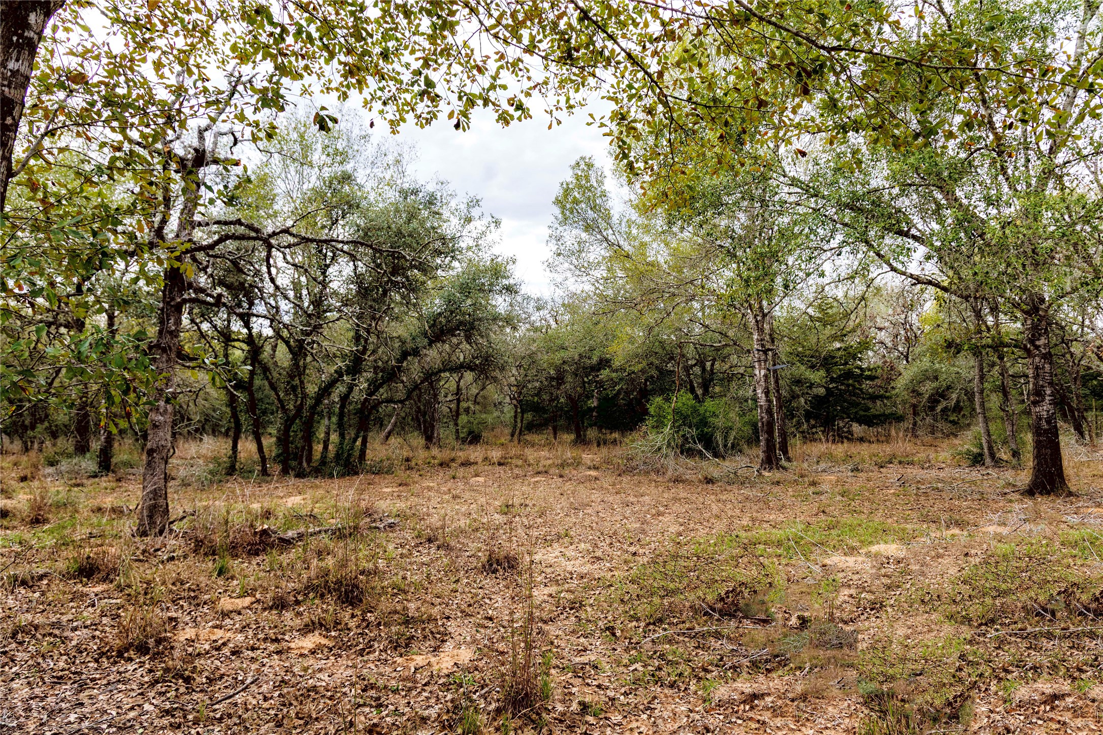 0 County Road 123 Sublime, TX 77986 - Photo 12 of 18 This beautiful piece of land offers the perfect blend of seclusion and natural charm filled with white oak trees.