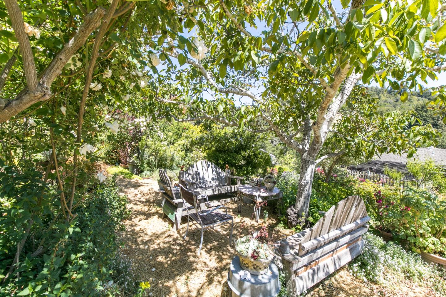 157 Happy Valley Road Santa Cruz, CA 95065 - Photo 36 of 45 a picture of tree