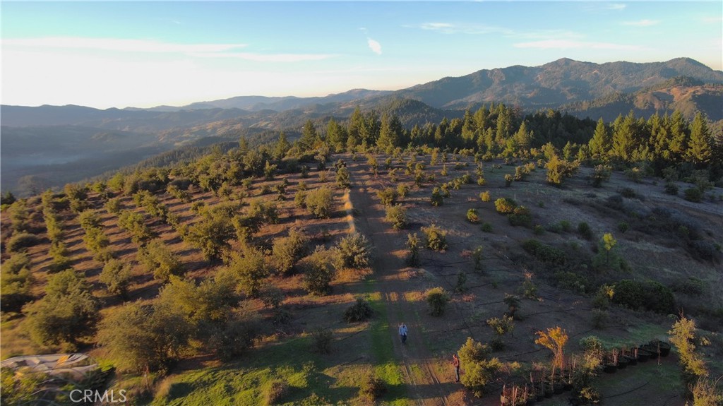 Huge Truffle Orchard