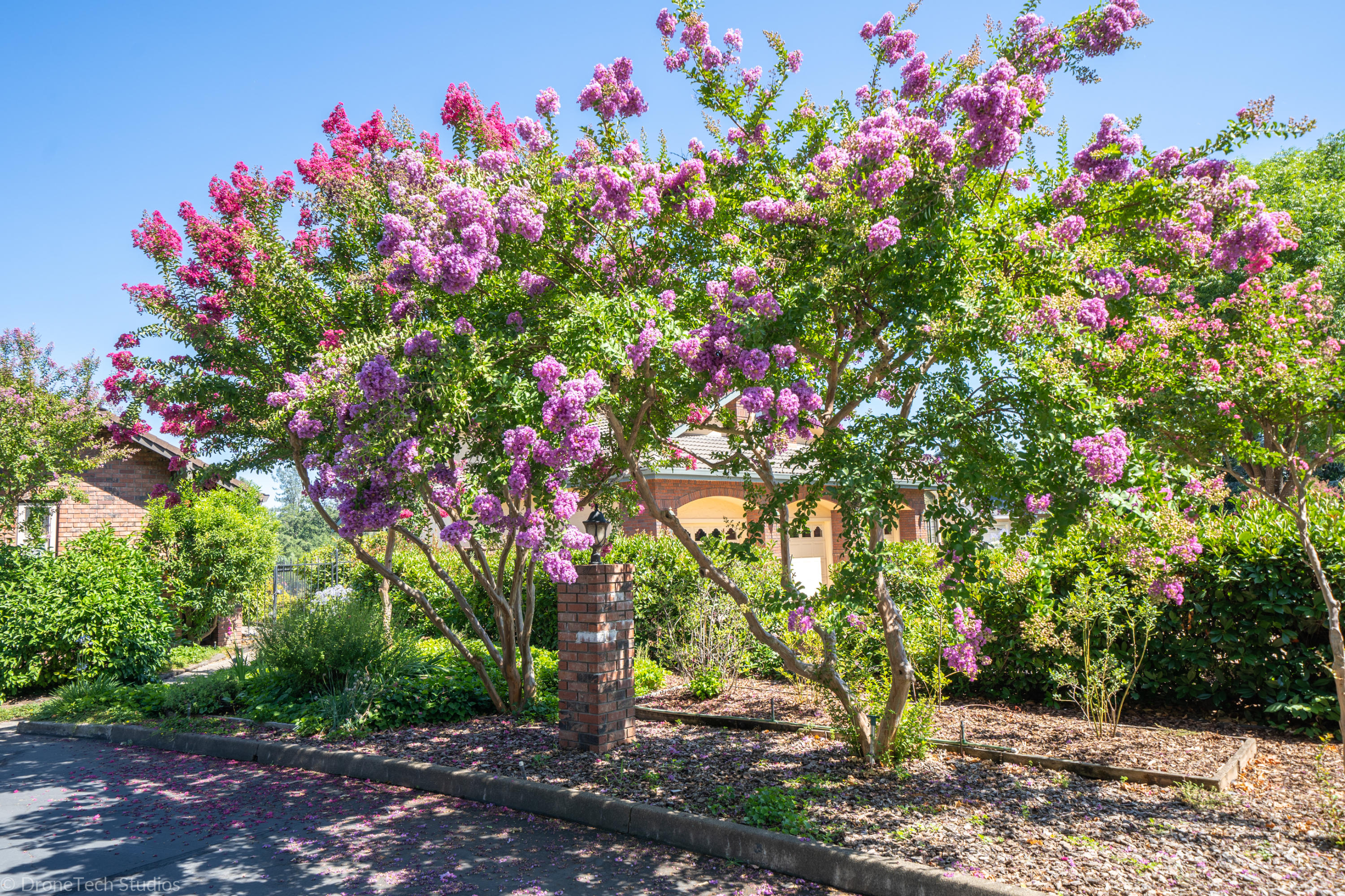 6251 Riverside Drive Redding, CA 96001 - Photo 8 of 61 BLOOMBING CRAPE MYRTLES