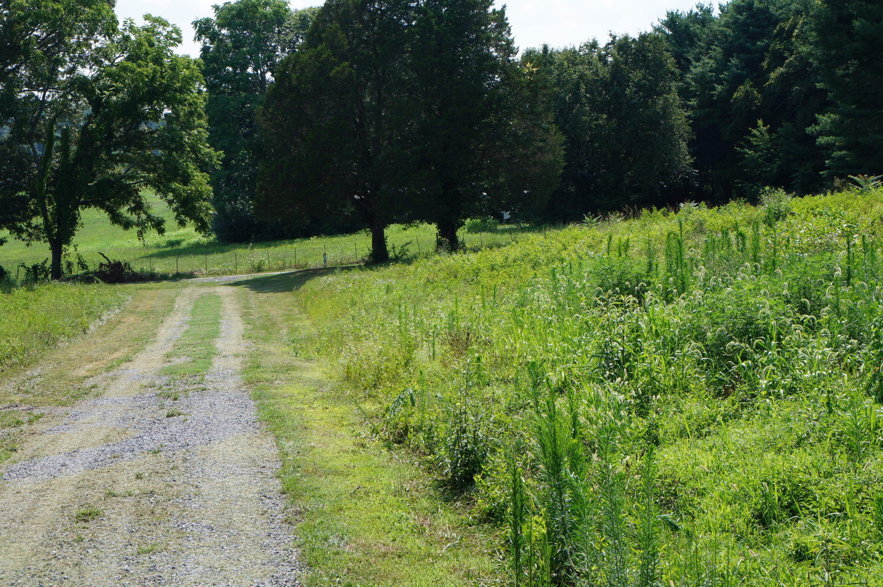 268 Mary's Chapel Road Bean Station, TN 37708 - Photo 4 of 30 DSC08735