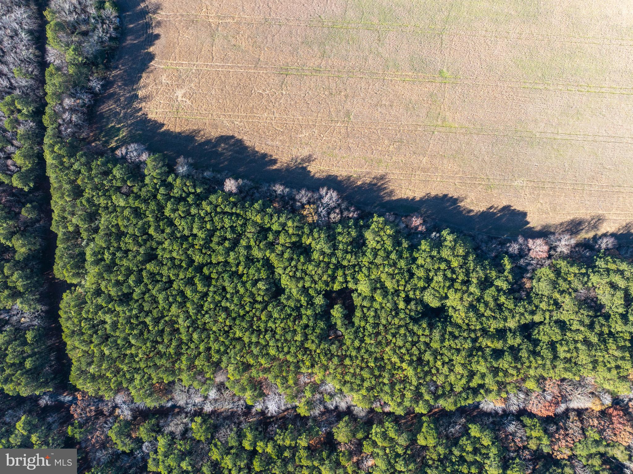 Folly Creek Road Accomac, VA 23301 - Photo 15 of 15 a view of a garden