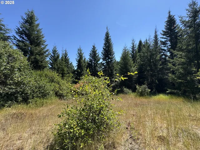 a view of a yard with a tree