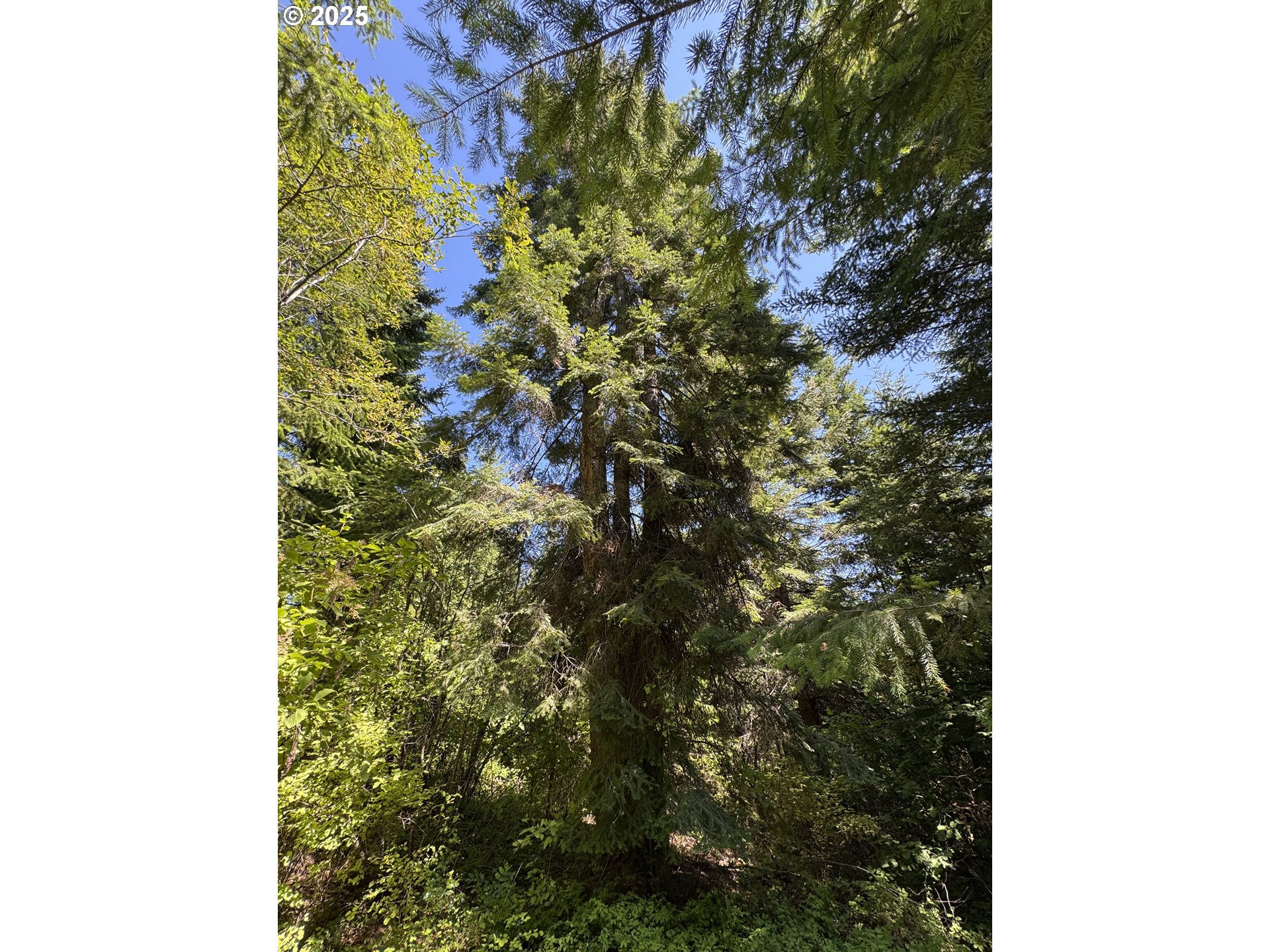 Snowden White Salmon, WA 98672 - Photo 17 of 30 a picture of a tree