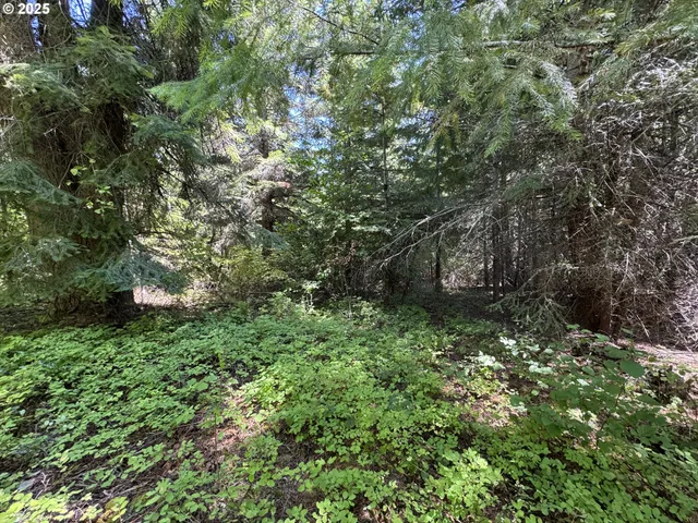 a fire hydrant in middle of the forest
