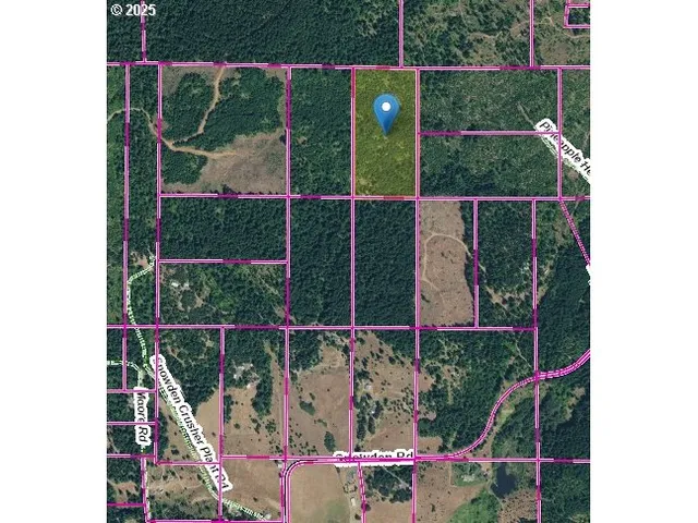 a view of a forest with a tree