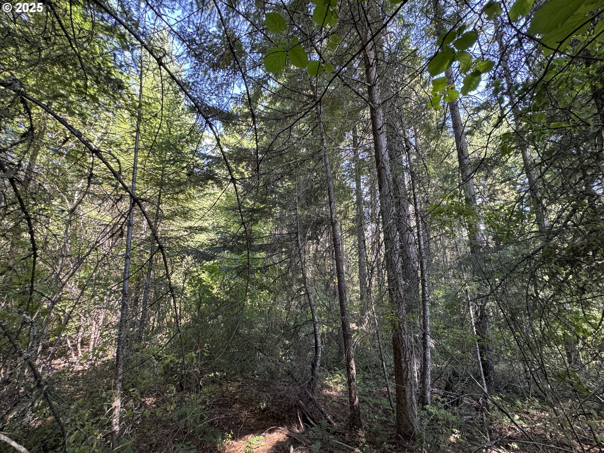Snowden White Salmon, WA 98672 - Photo 21 of 30 a view of a forest with a tree