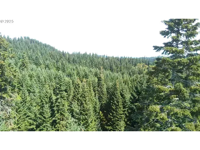 a black and white photo of a forest