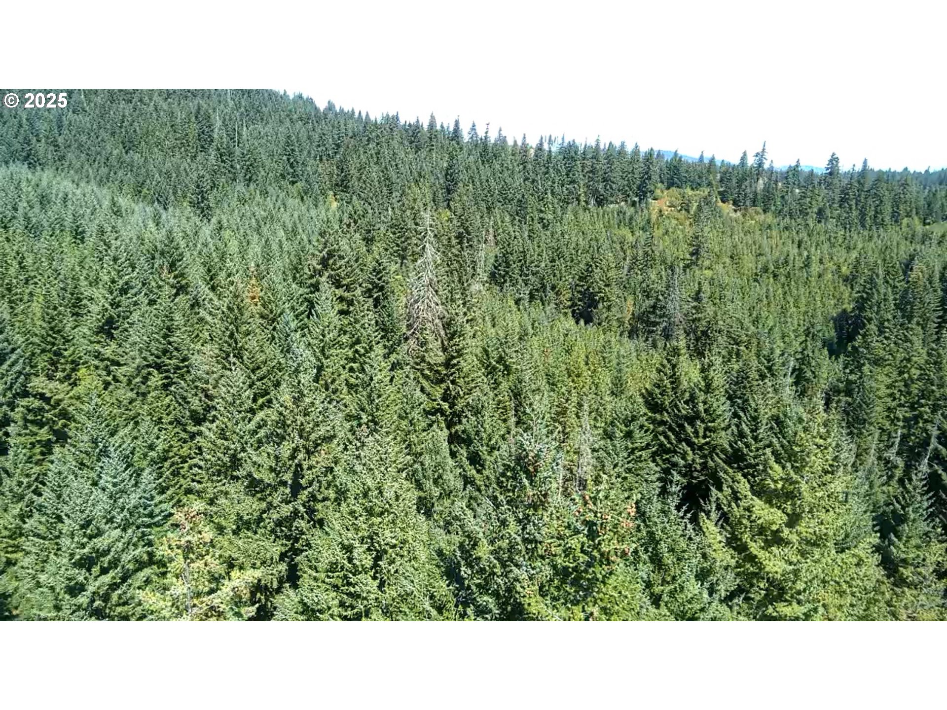 Snowden White Salmon, WA 98672 - Photo 24 of 30 a black and white photo of a forest