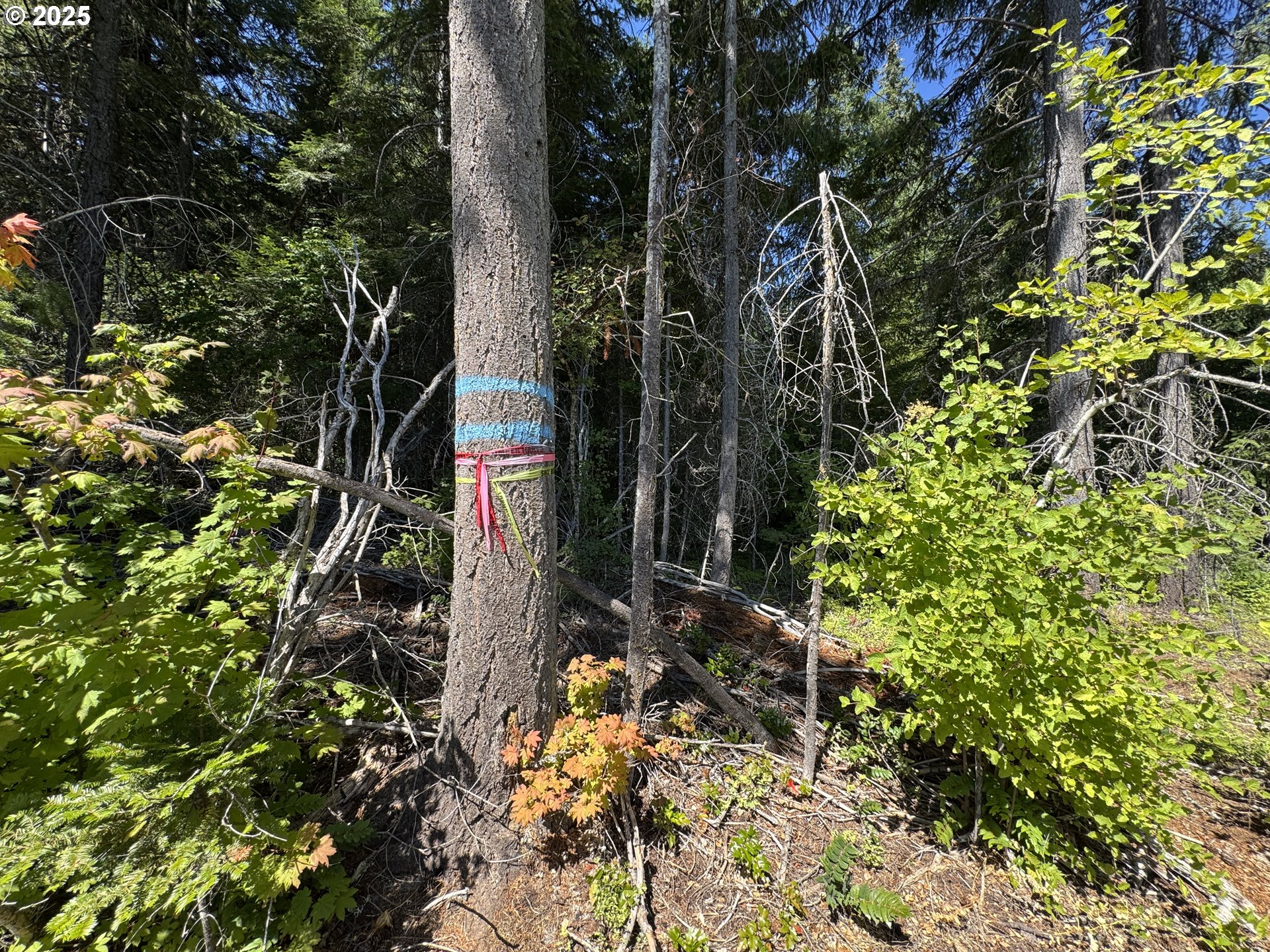 Snowden White Salmon, WA 98672 - Photo 3 of 30 a backyard of a house with lots of green space