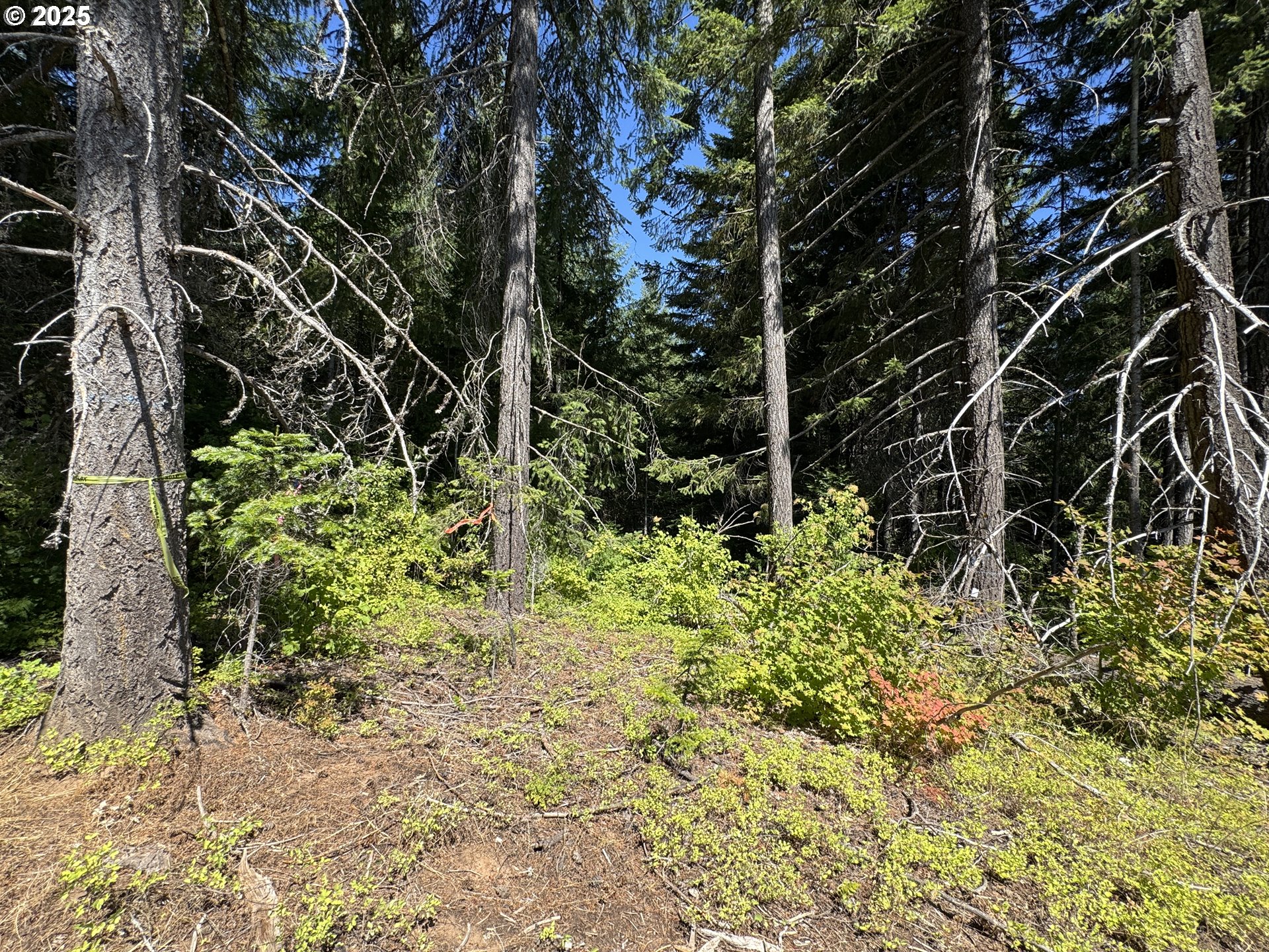 Snowden White Salmon, WA 98672 - Photo 4 of 30 a backyard of a house with lots of green space