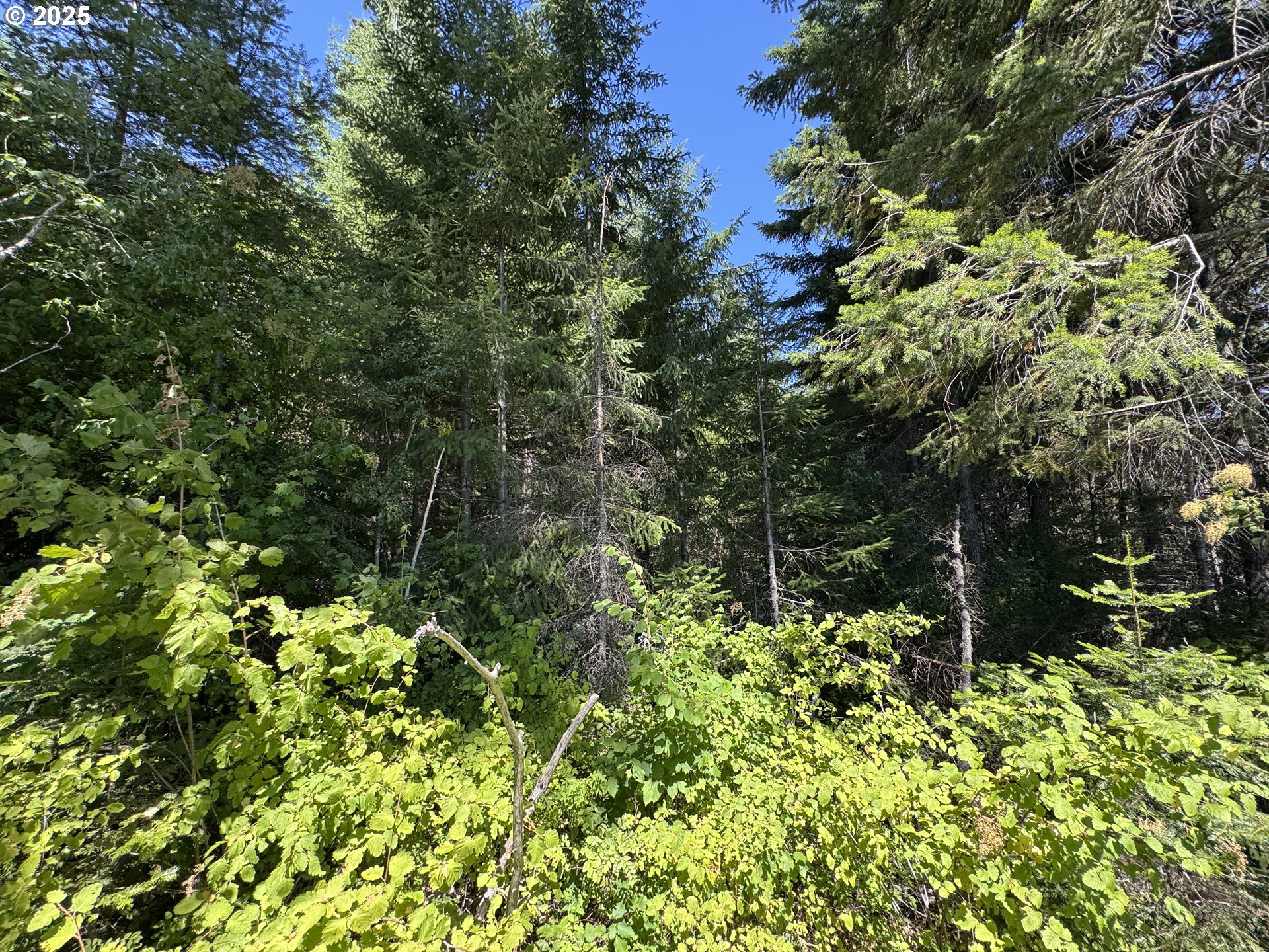 Snowden White Salmon, WA 98672 - Photo 5 of 30 a view of a house with a tree