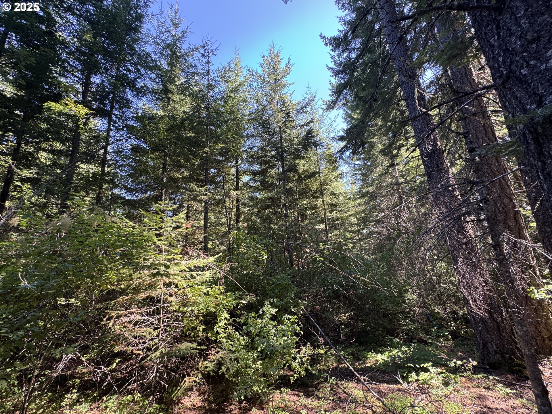 Snowden White Salmon, WA 98672 - Photo 7 of 30 a view of a tree in a forest