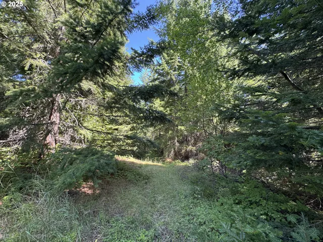 a view of a forest with a tree