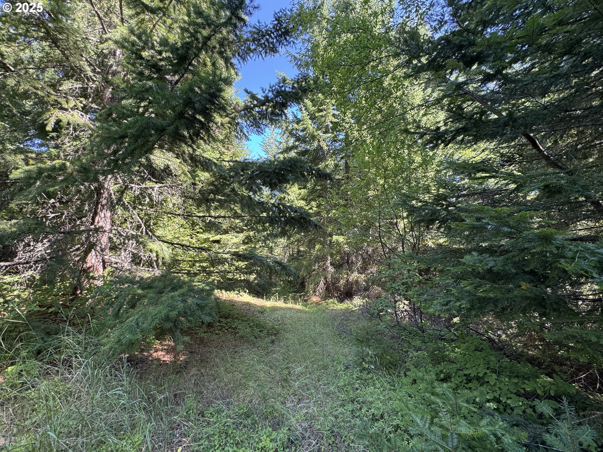 Snowden White Salmon, WA 98672 - Photo 9 of 30 a view of a forest with a tree