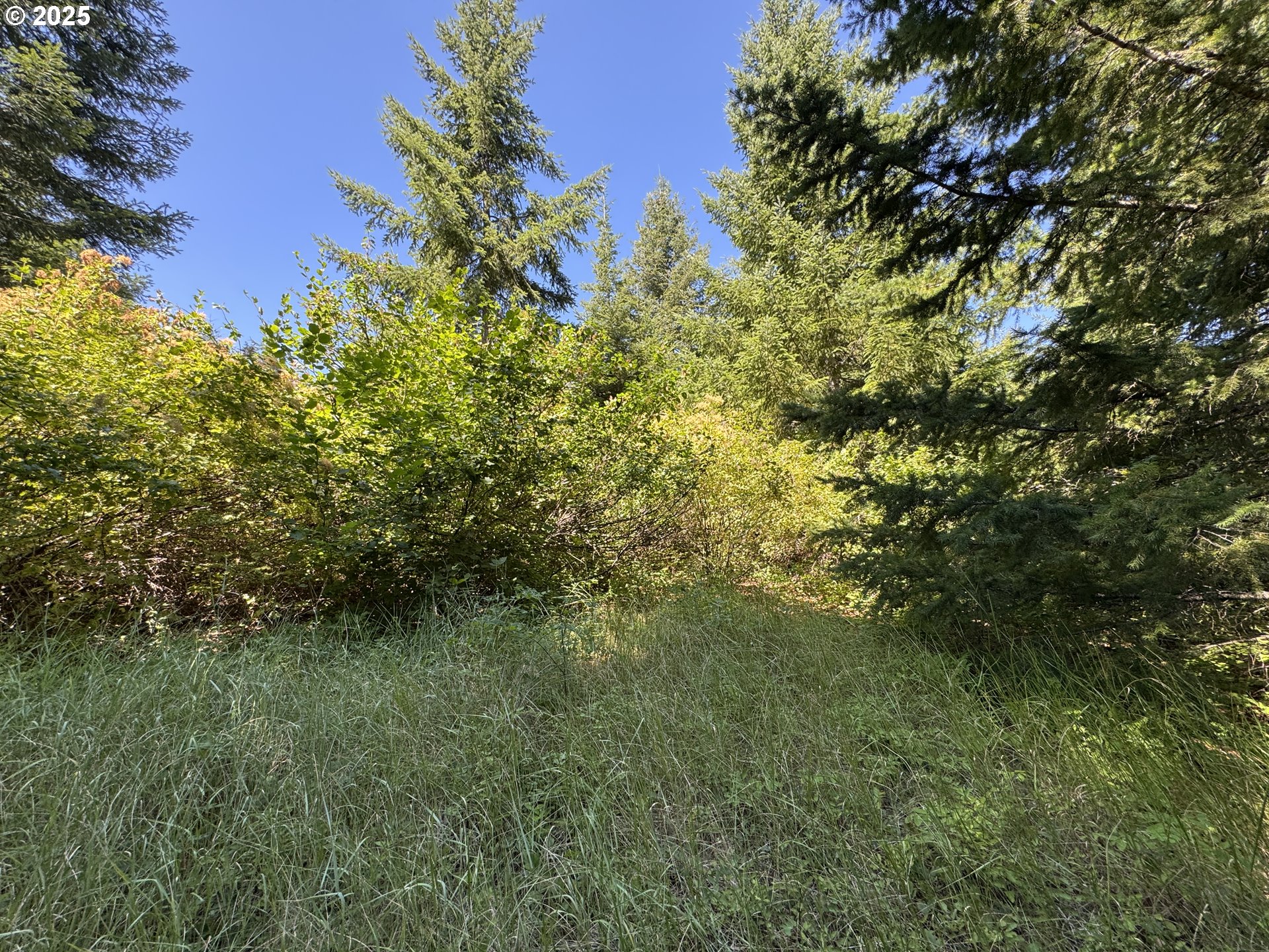 Snowden White Salmon, WA 98672 - Photo 10 of 30 a view of a lush green forest