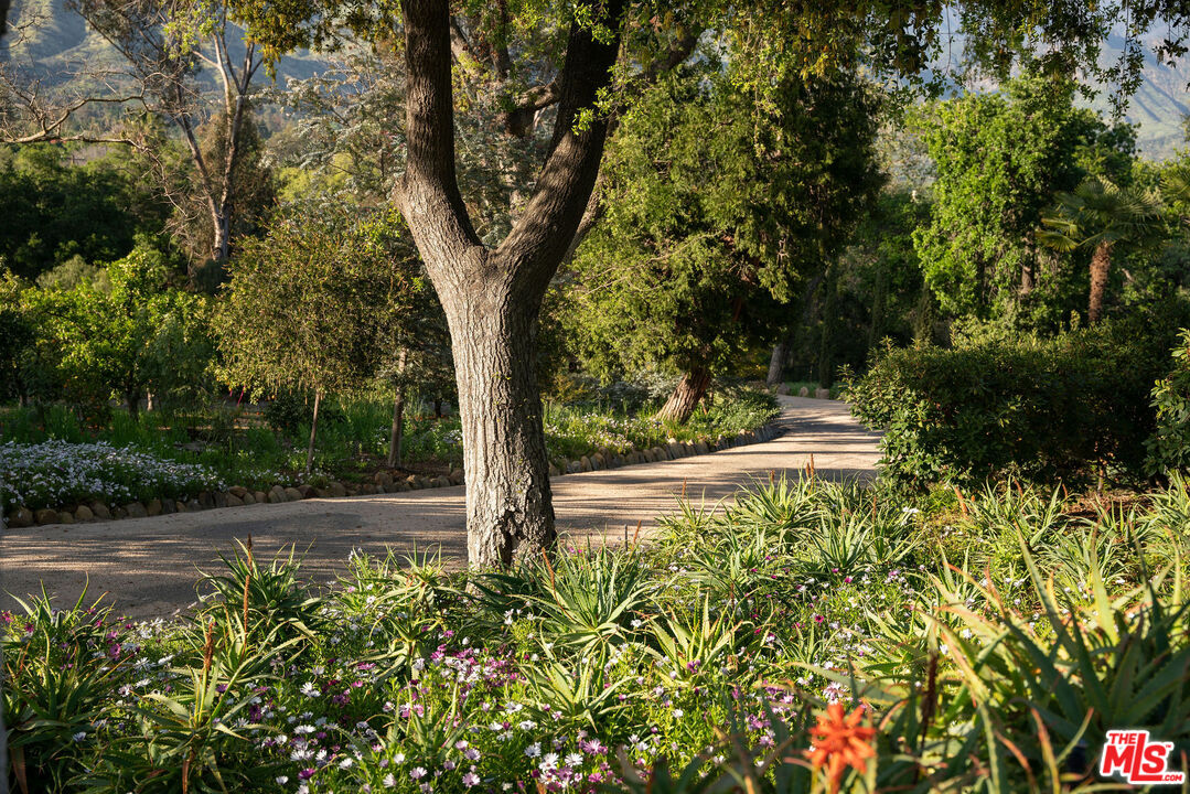 San Antonio Street Ojai, CA 93023 - Photo 11 of 73 a view of a yard with a tree