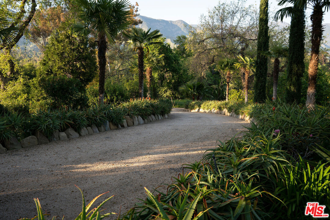 San Antonio Street Ojai, CA 93023 - Photo 12 of 73 a view of a yard with plants and trees
