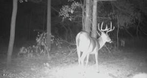Quitman Street Sledge, MS 38670 - Photo 13 of 13 tempImageQp3gbp