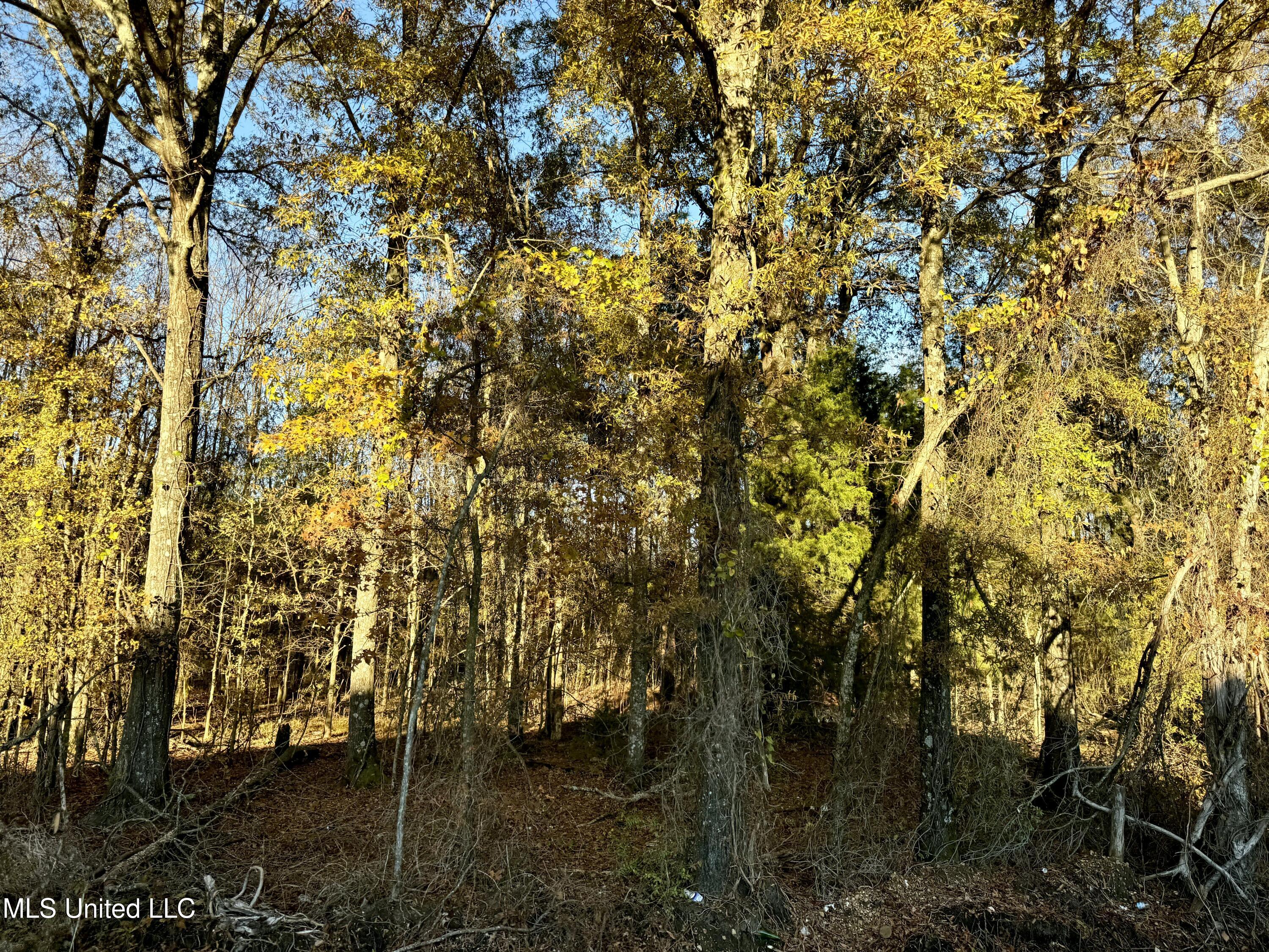 Quitman Street Sledge, MS 38670 - Photo 2 of 13 tempImagelkZaW7