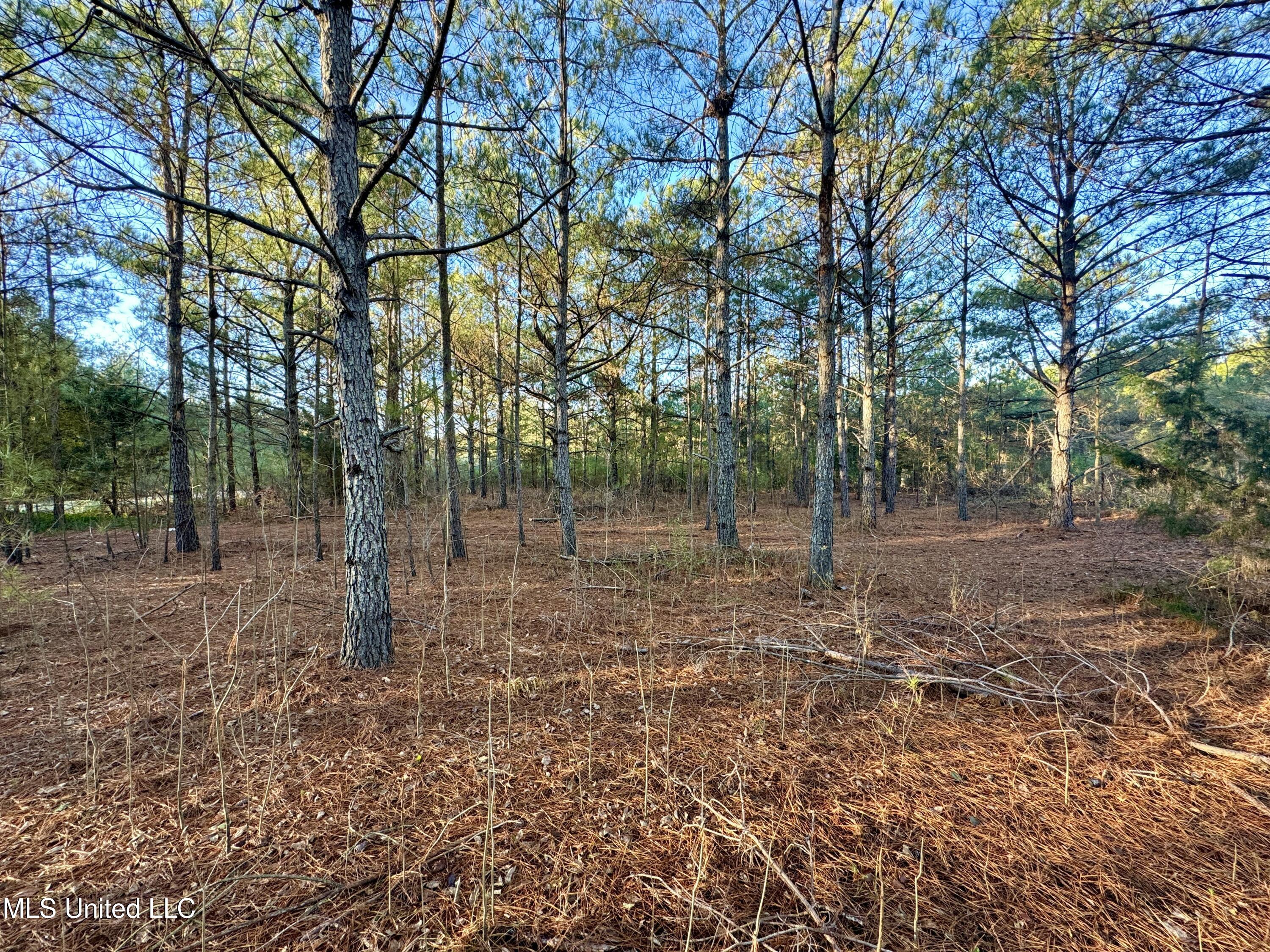 Quitman Street Sledge, MS 38670 - Photo 5 of 13 tempImageqx8EEc