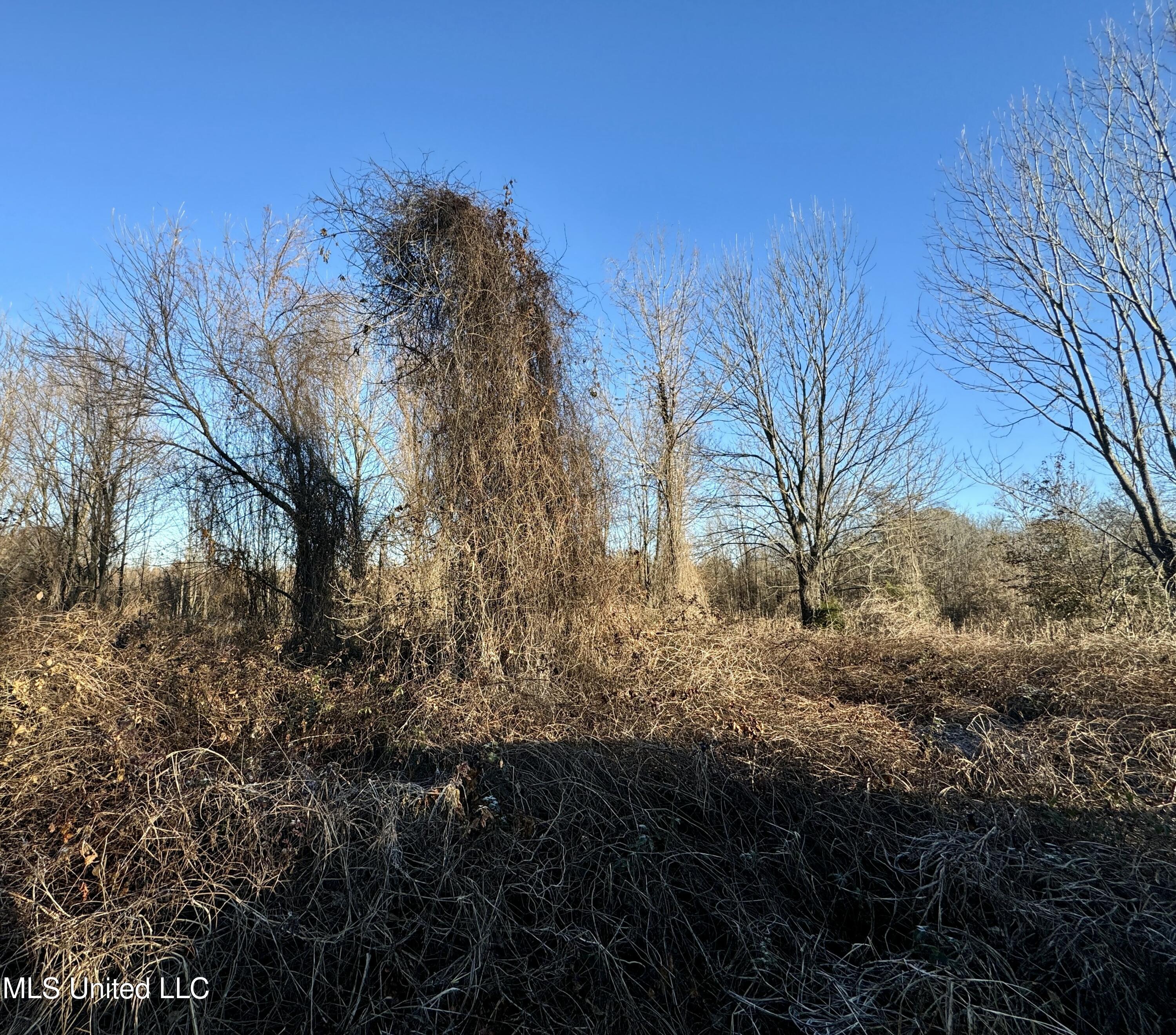 Quitman Street Sledge, MS 38670 - Photo 8 of 13 tempImagejyZ6MT
