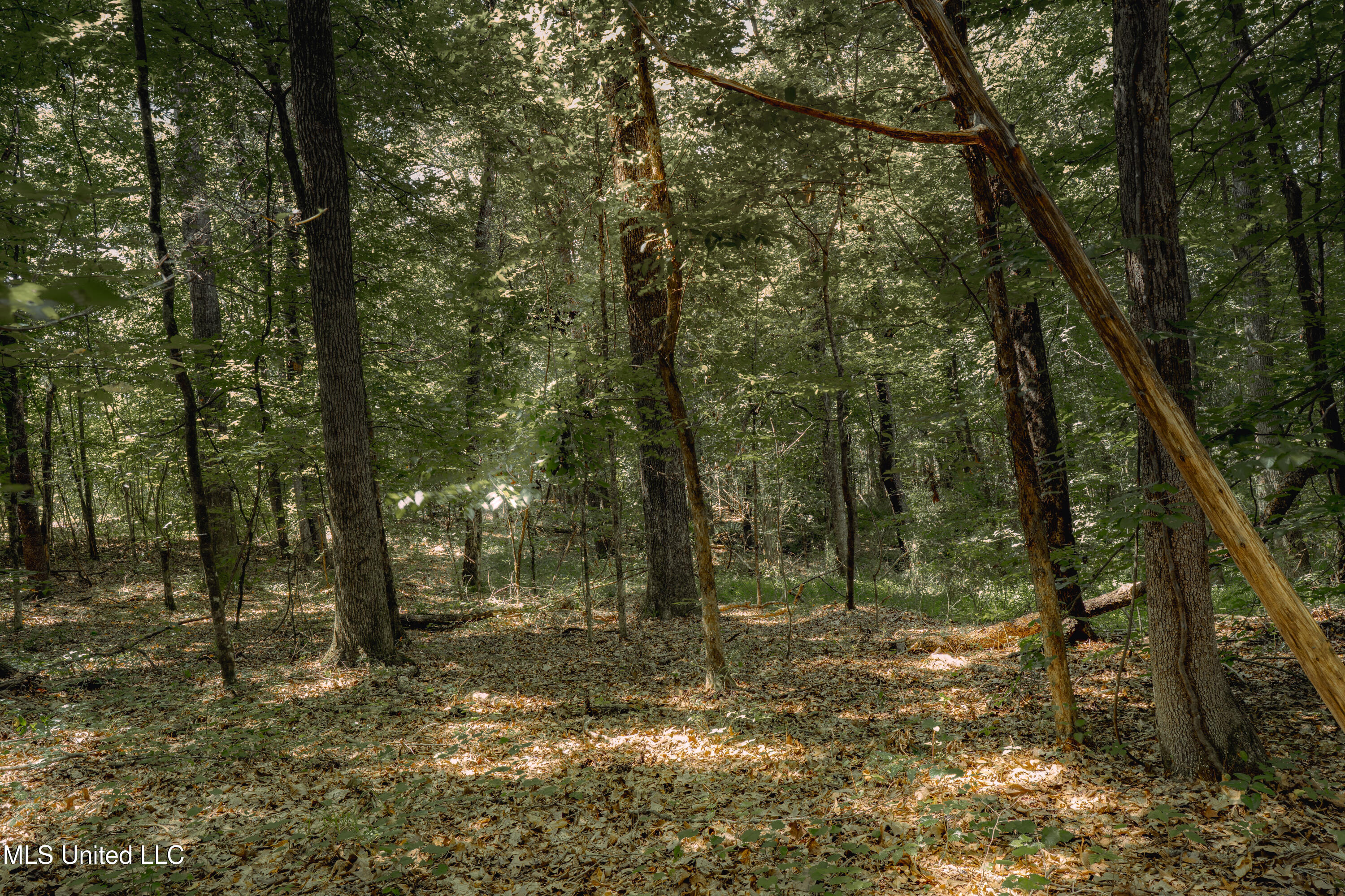 Dog Pen Road Durant, MS 39063 - Photo 16 of 50 70% Compressed-26