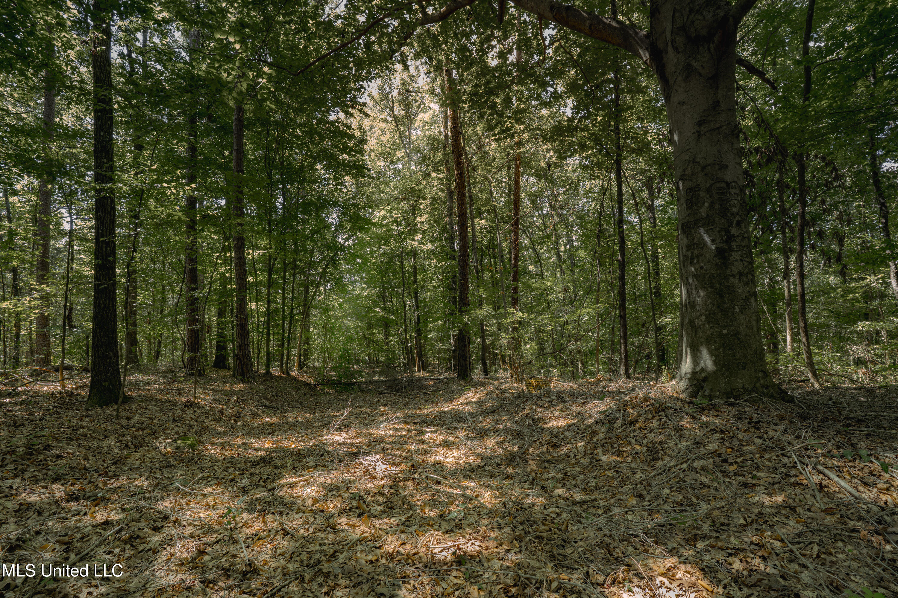 Dog Pen Road Durant, MS 39063 - Photo 18 of 50 70% Compressed-28