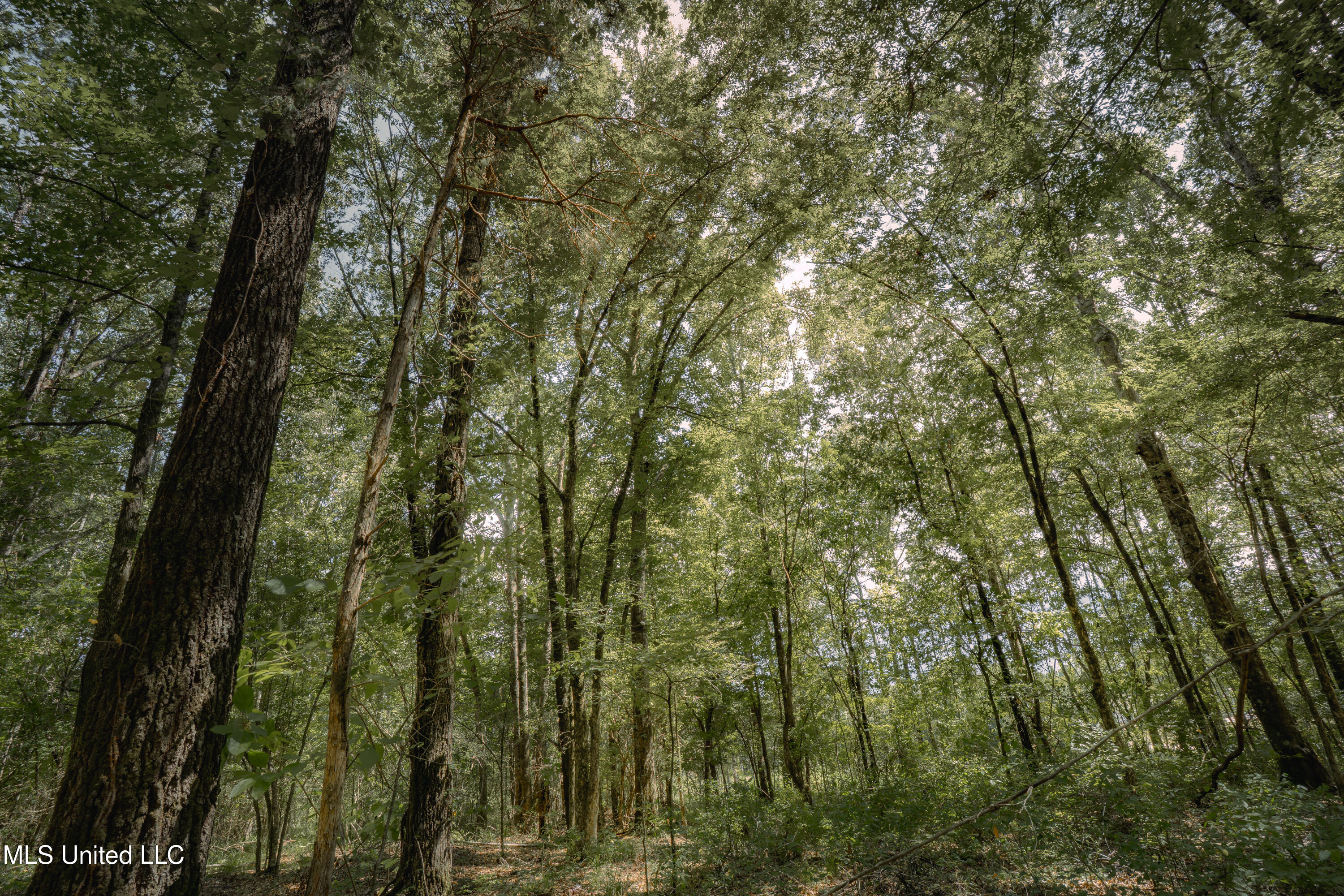 Dog Pen Road Durant, MS 39063 - Photo 19 of 50 70% Compressed-29