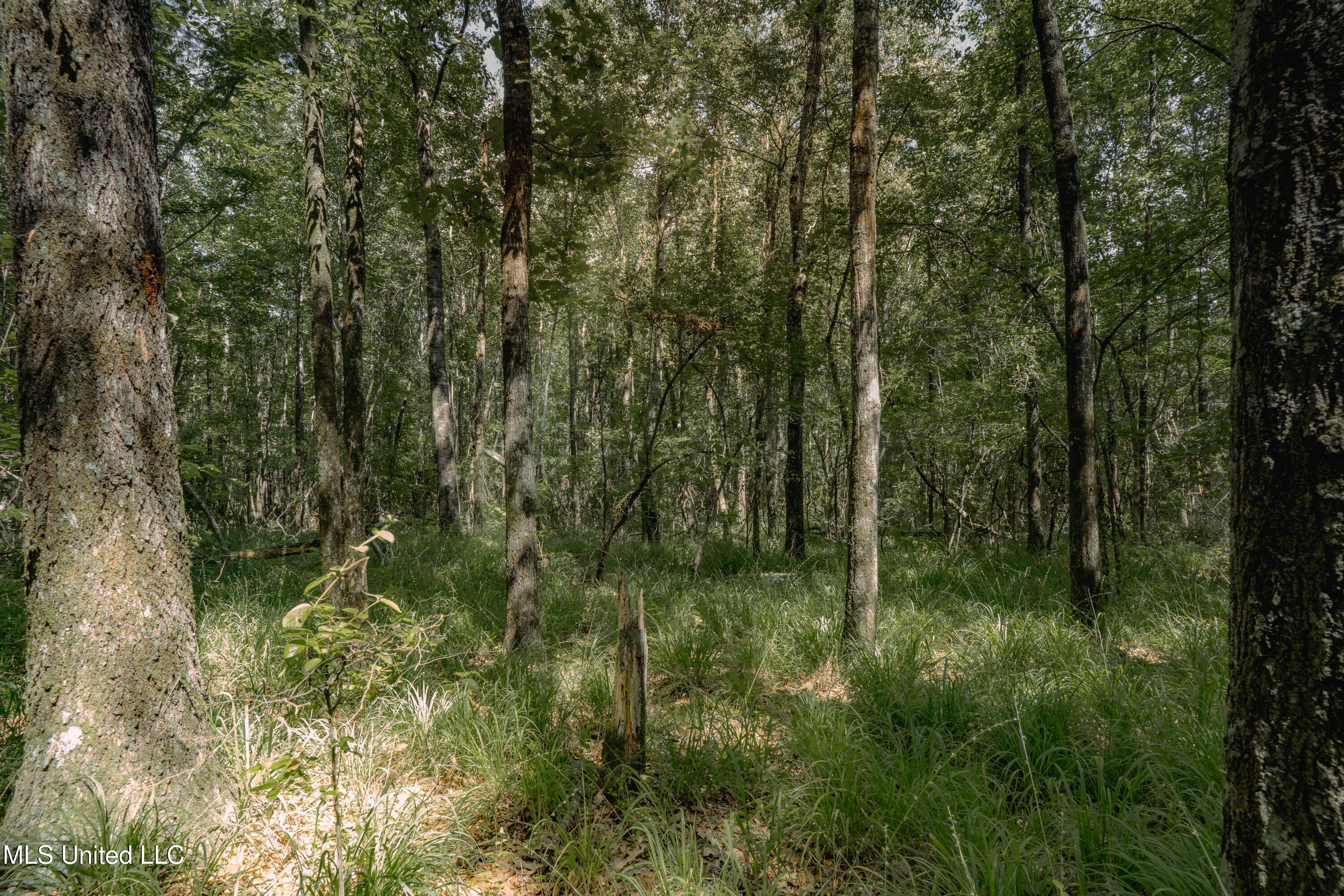 Dog Pen Road Durant, MS 39063 - Photo 23 of 50 70% Compressed-33