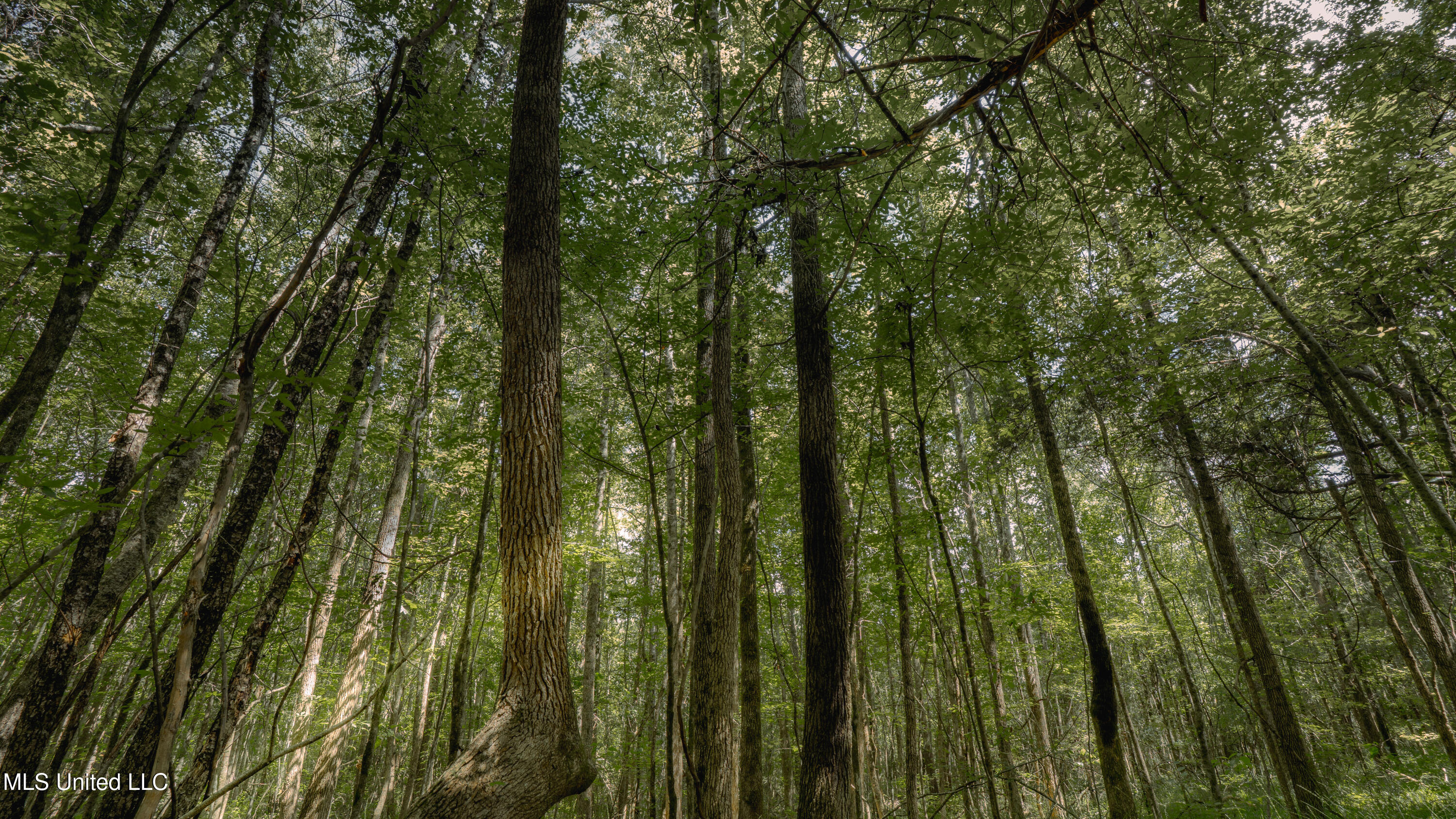 Dog Pen Road Durant, MS 39063 - Photo 25 of 50 70% Compressed-35