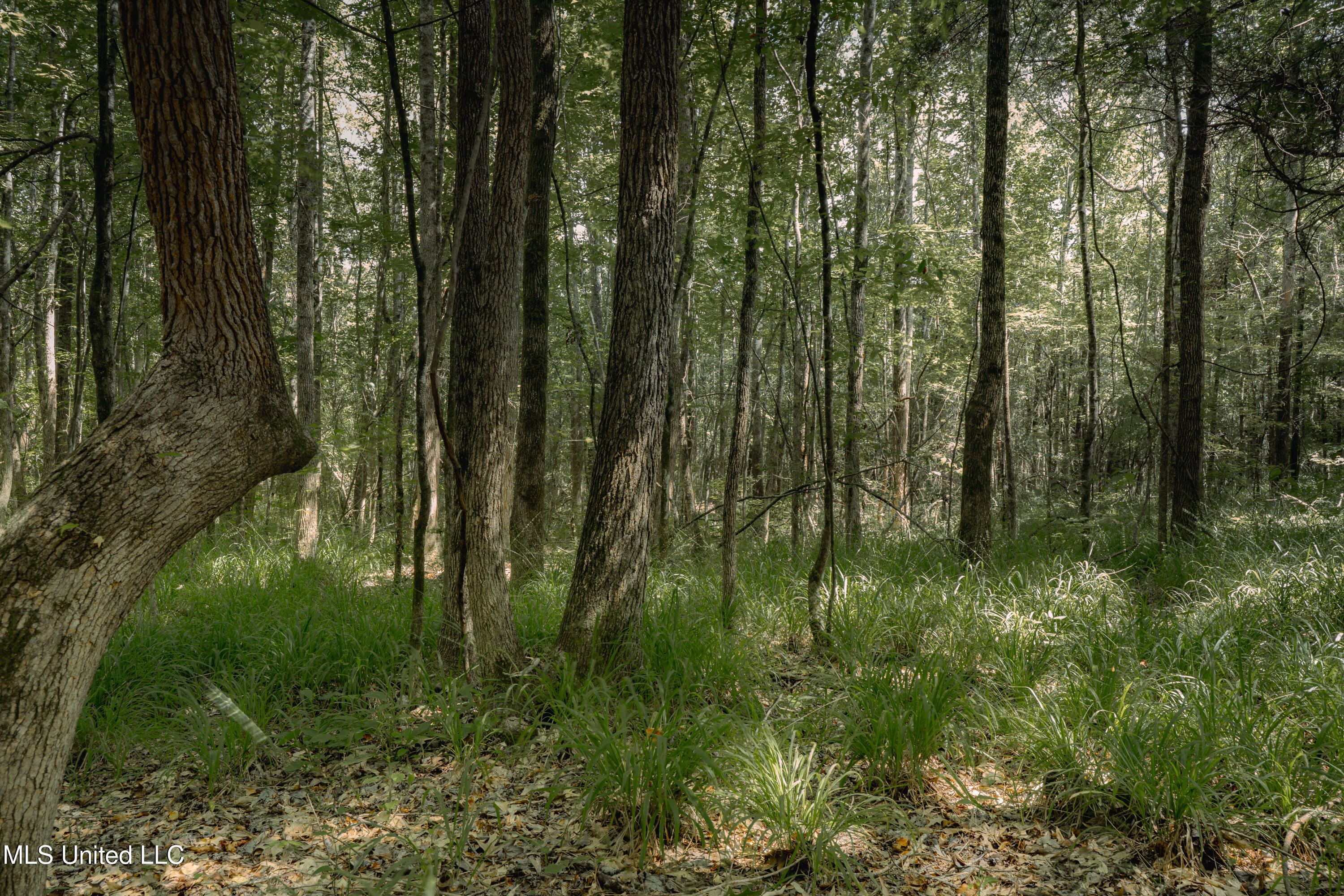 Dog Pen Road Durant, MS 39063 - Photo 27 of 50 70% Compressed-37