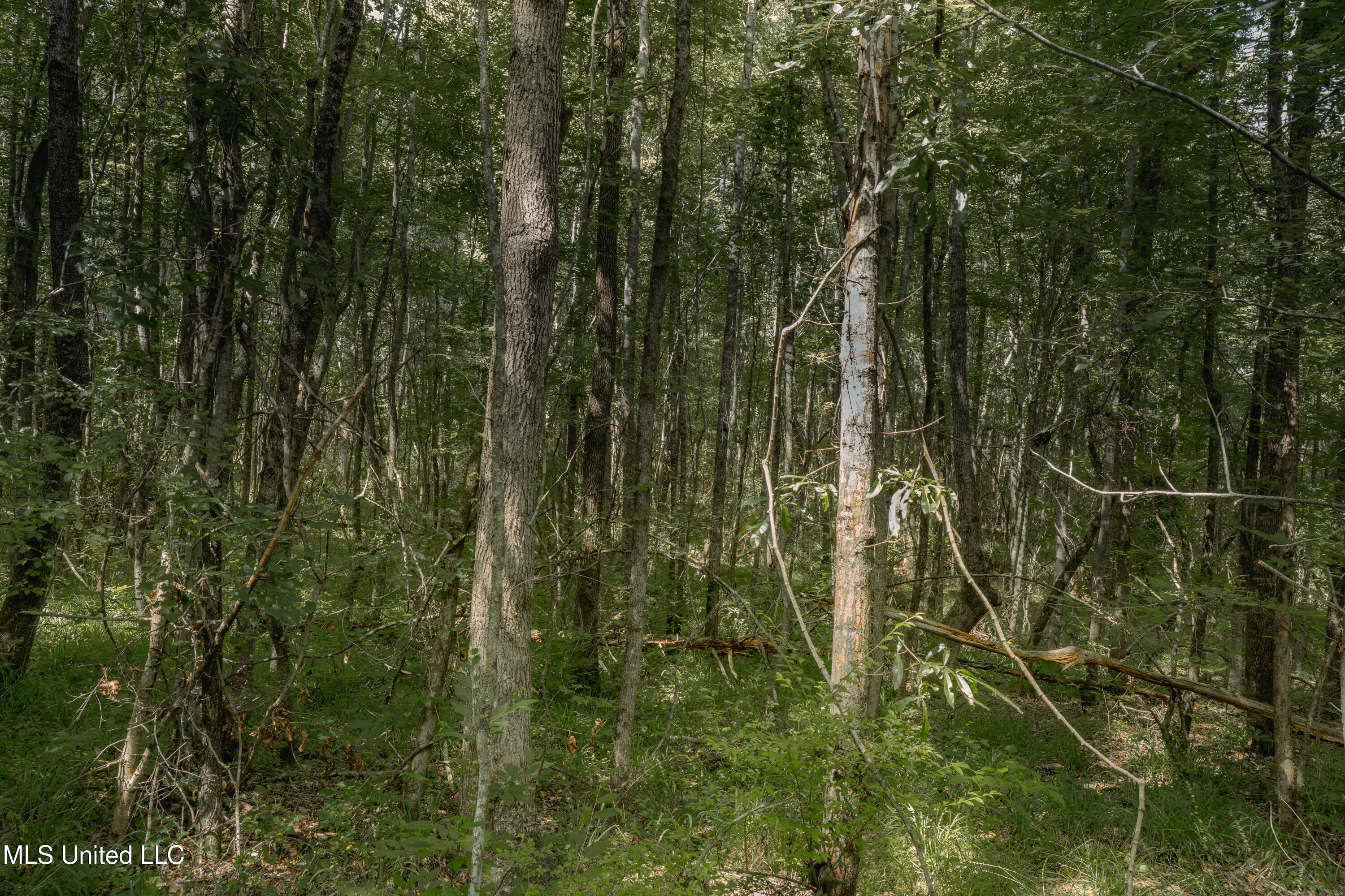 Dog Pen Road Durant, MS 39063 - Photo 30 of 50 70% Compressed-40