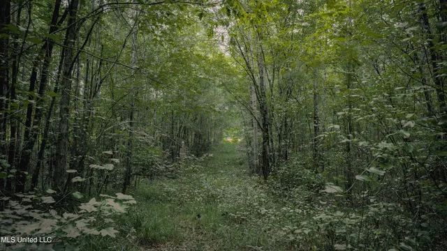 $80,000 | Dog Pen Road, Durant, MS 39063