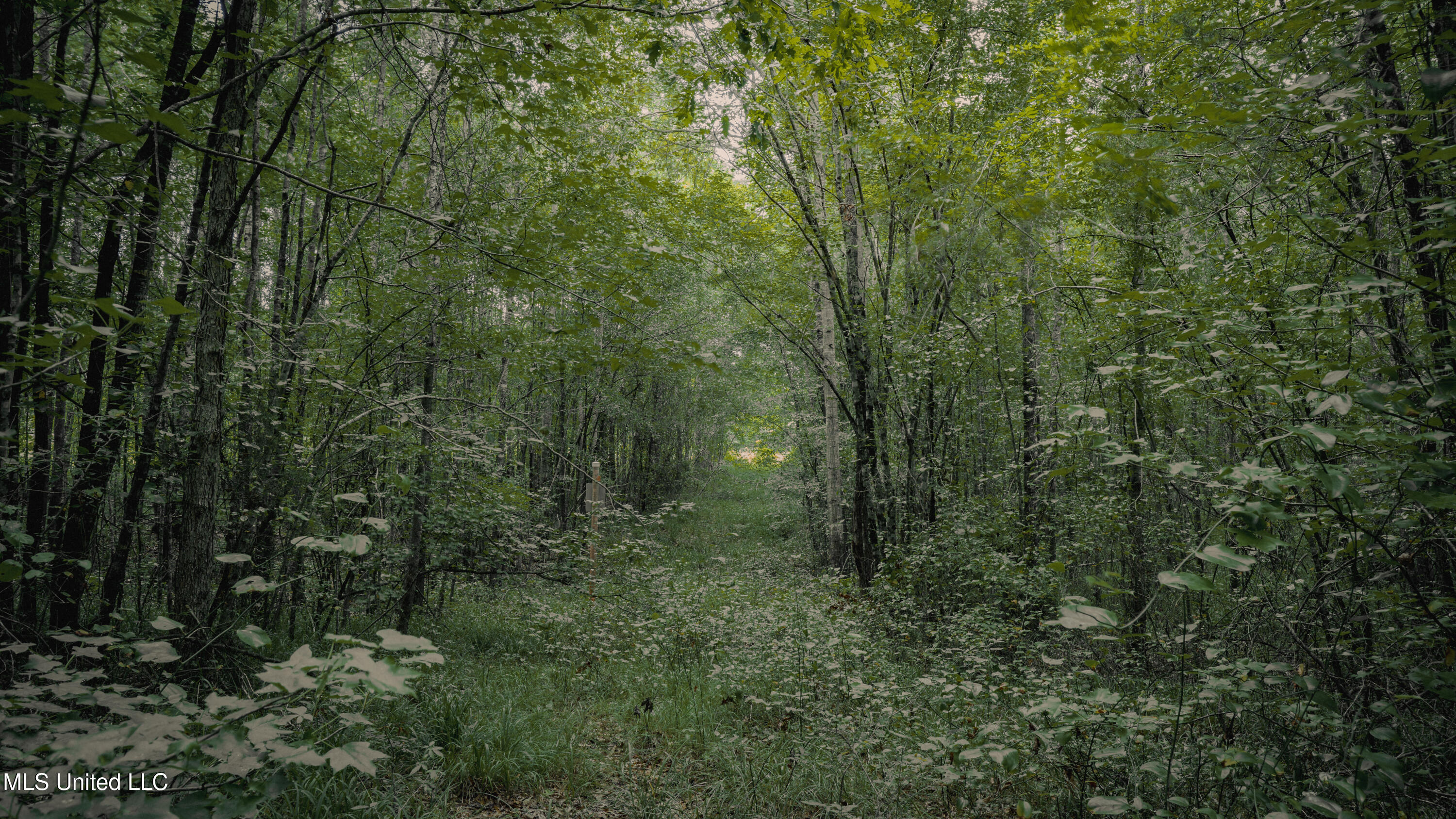 Dog Pen Road Durant, MS 39063 - Photo 35 of 50 70% Compressed-45