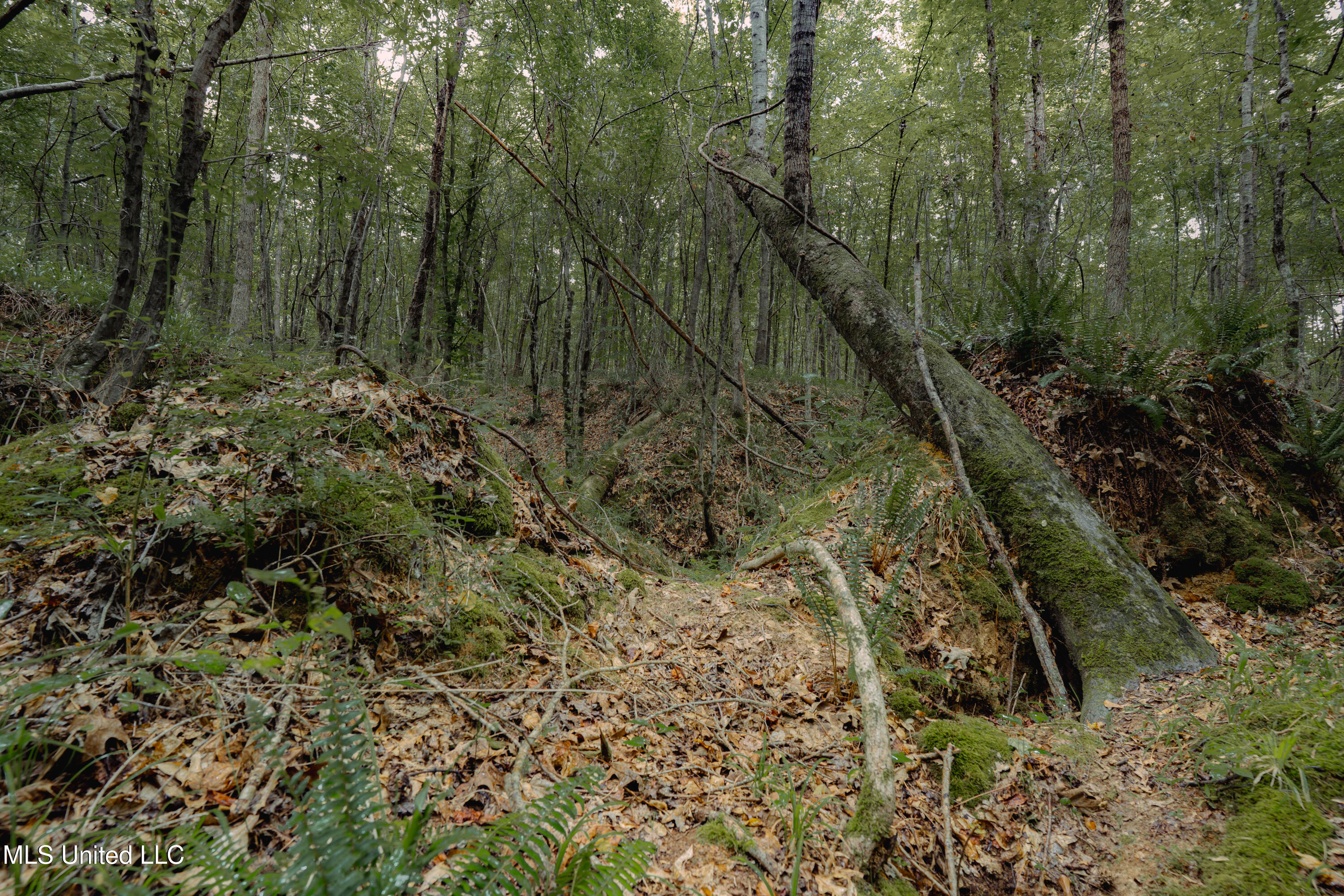 Dog Pen Road Durant, MS 39063 - Photo 44 of 50 70% Compressed-54